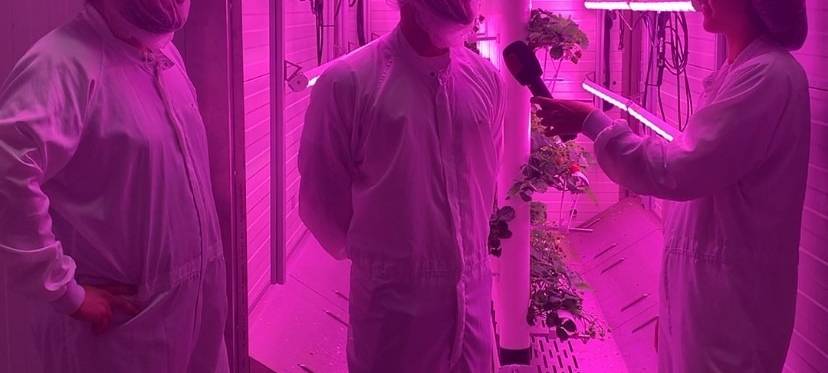 Start-Up "vGreens" aus Essen - Erdbeeren der Zukunft?