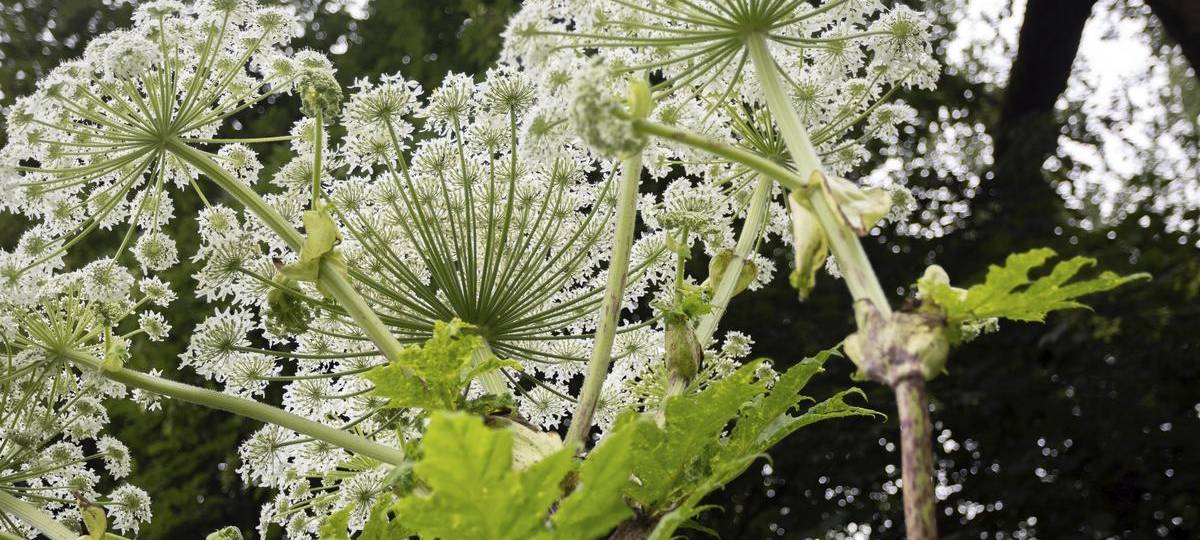 Bärenklau in Essen - darauf müsst Ihr achten