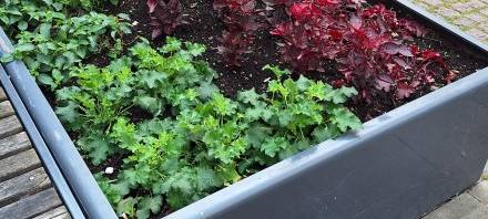 Essen bekommt mehr grüne Inseln