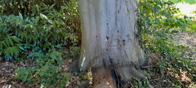 Wertvolle Rotbuche in Essen beinahe zerstört