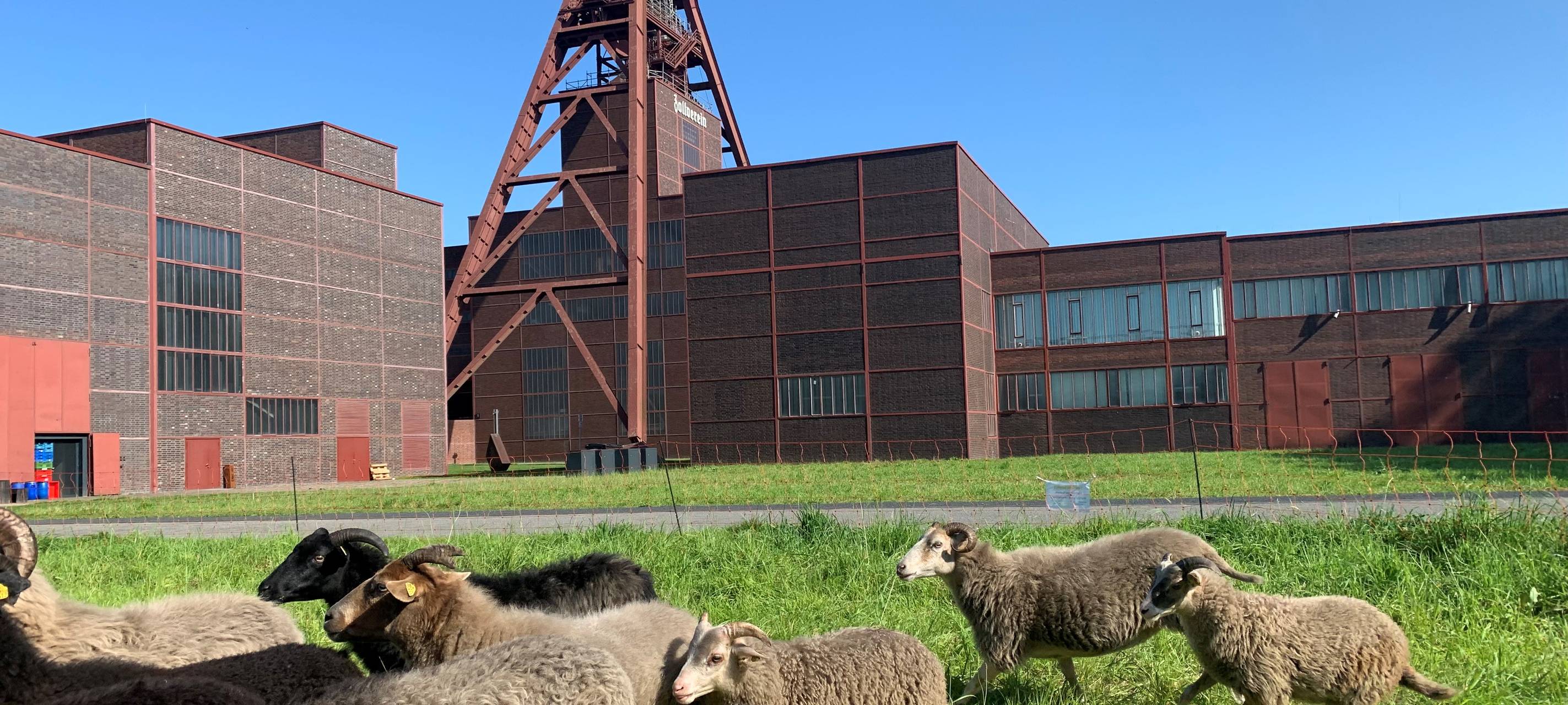 Tierische Rasenmäher in Essen im Einsatz