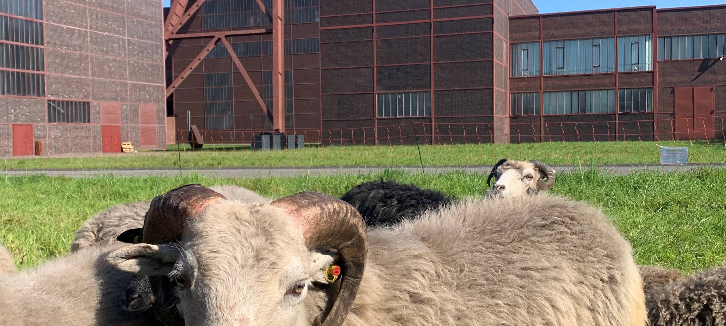 Tierische Rasenmäher in Essen im Einsatz