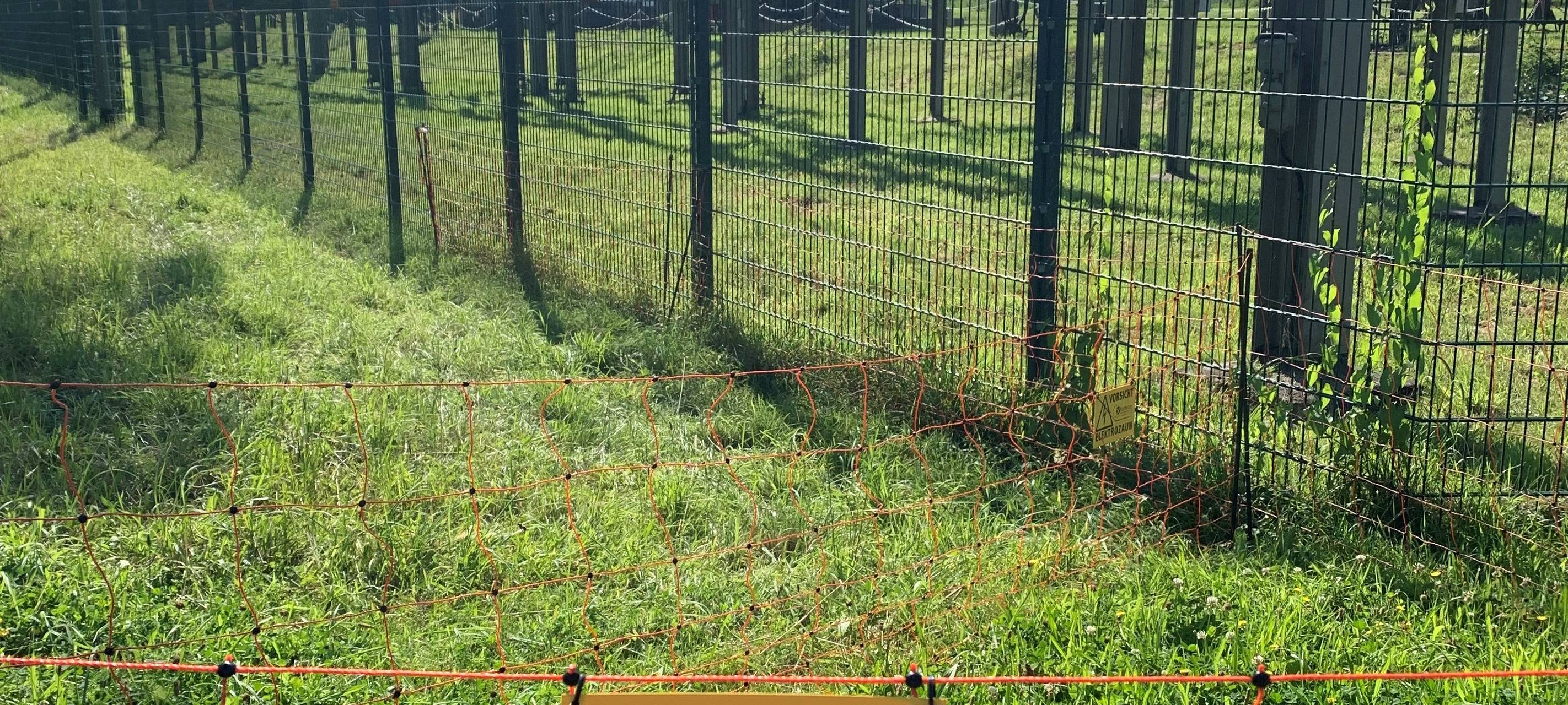 Tierische Rasenmäher in Essen im Einsatz