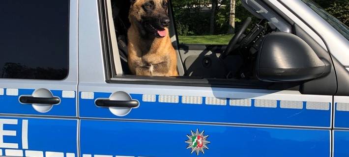 Polizeihund Krabat der Polizei Essen-Mülheim