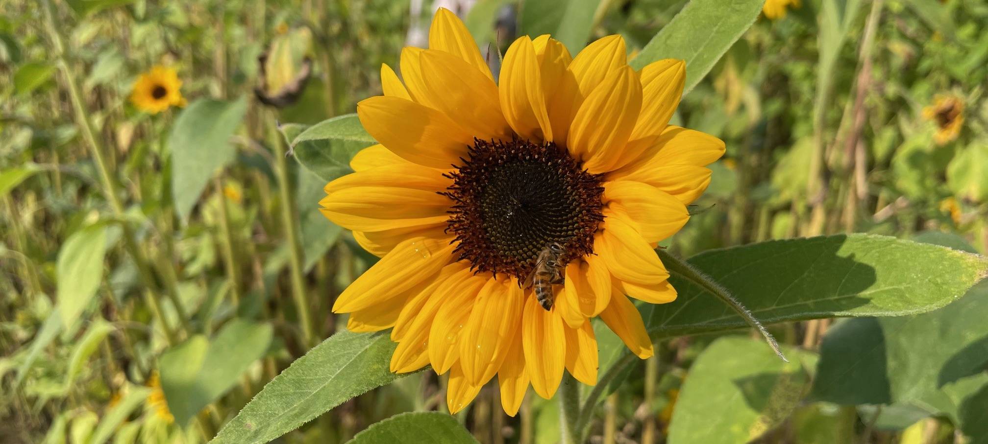 Essen feiert das Sonnenblumenfest - Den Blumen auf der Spur