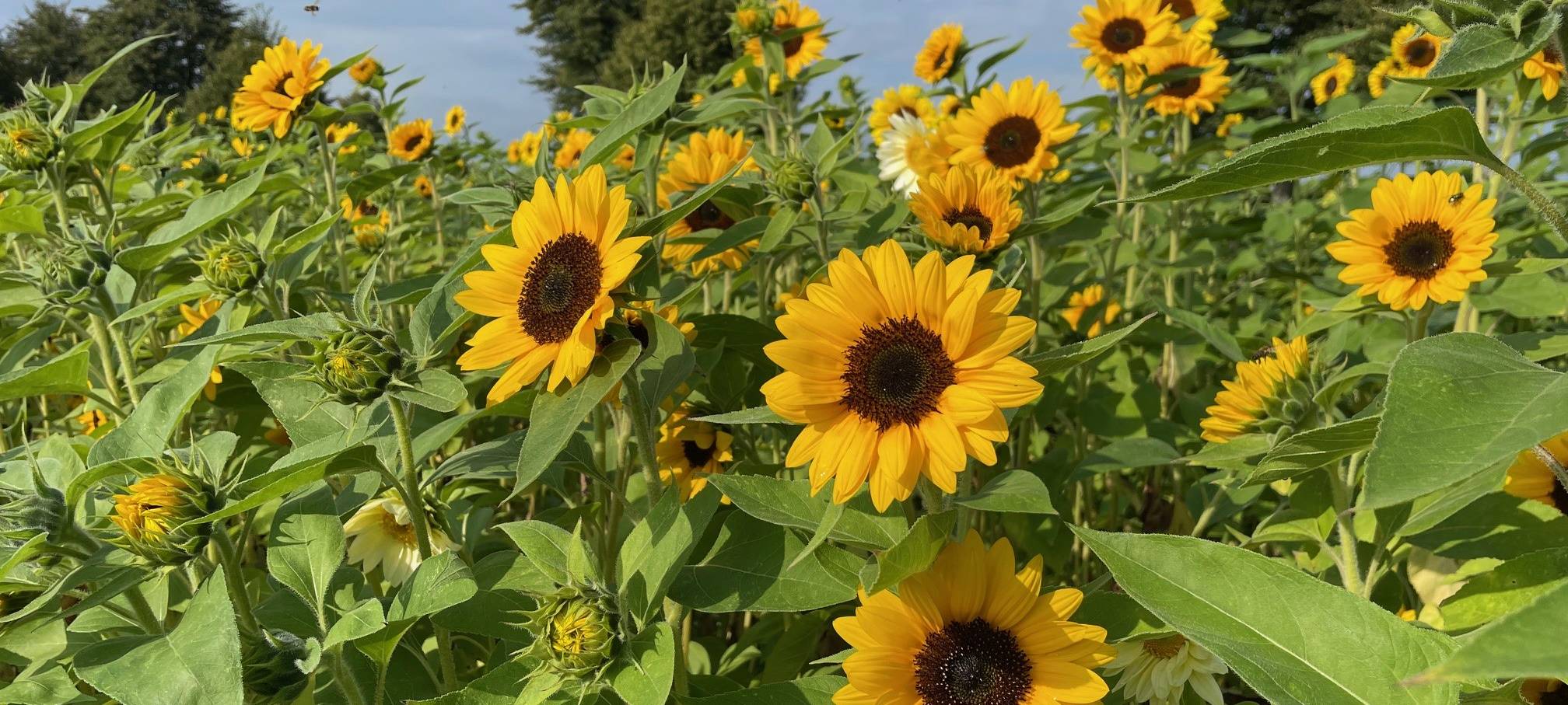 Essen feiert das Sonnenblumenfest - Den Blumen auf der Spur