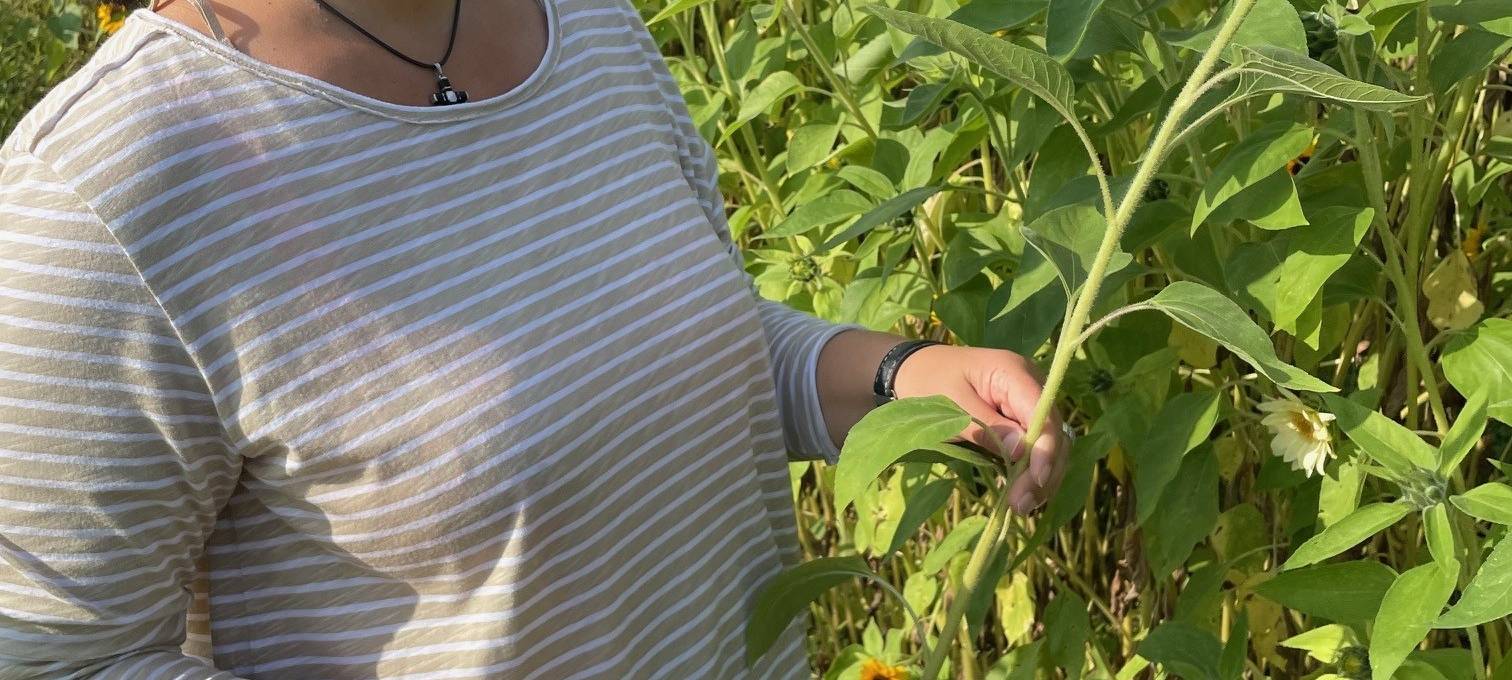 Essen feiert das Sonnenblumenfest - Den Blumen auf der Spur
