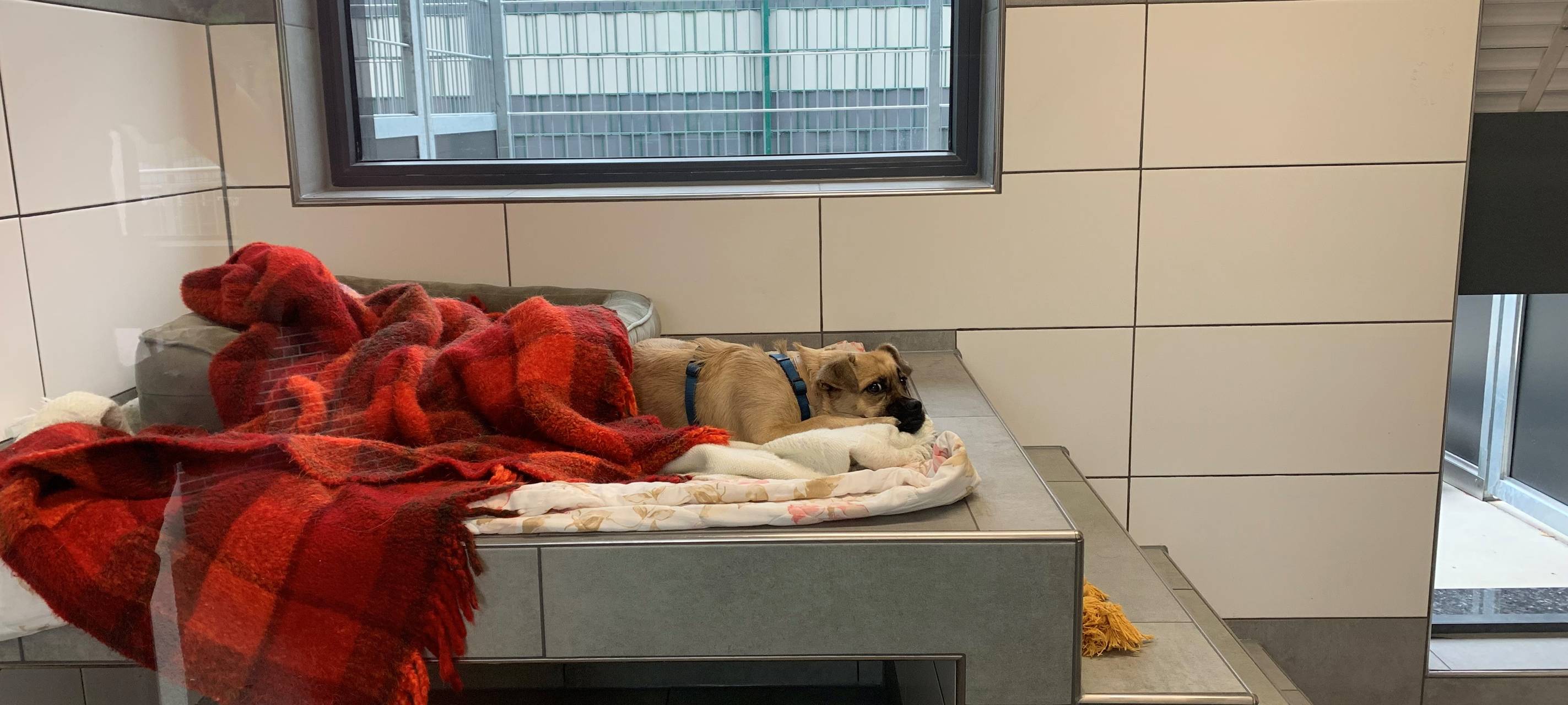 Tierheim Essen bekommt neue Hundekrankenstation