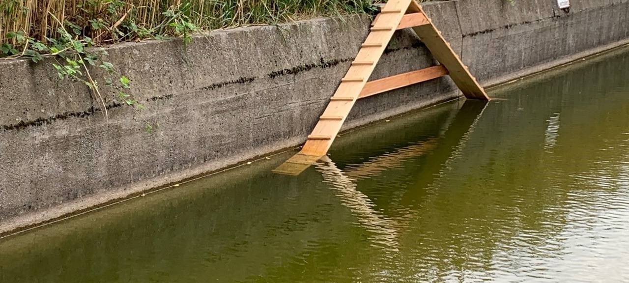 Stadt Essen reagiert auf Tiersterben in der Grünen Mitte