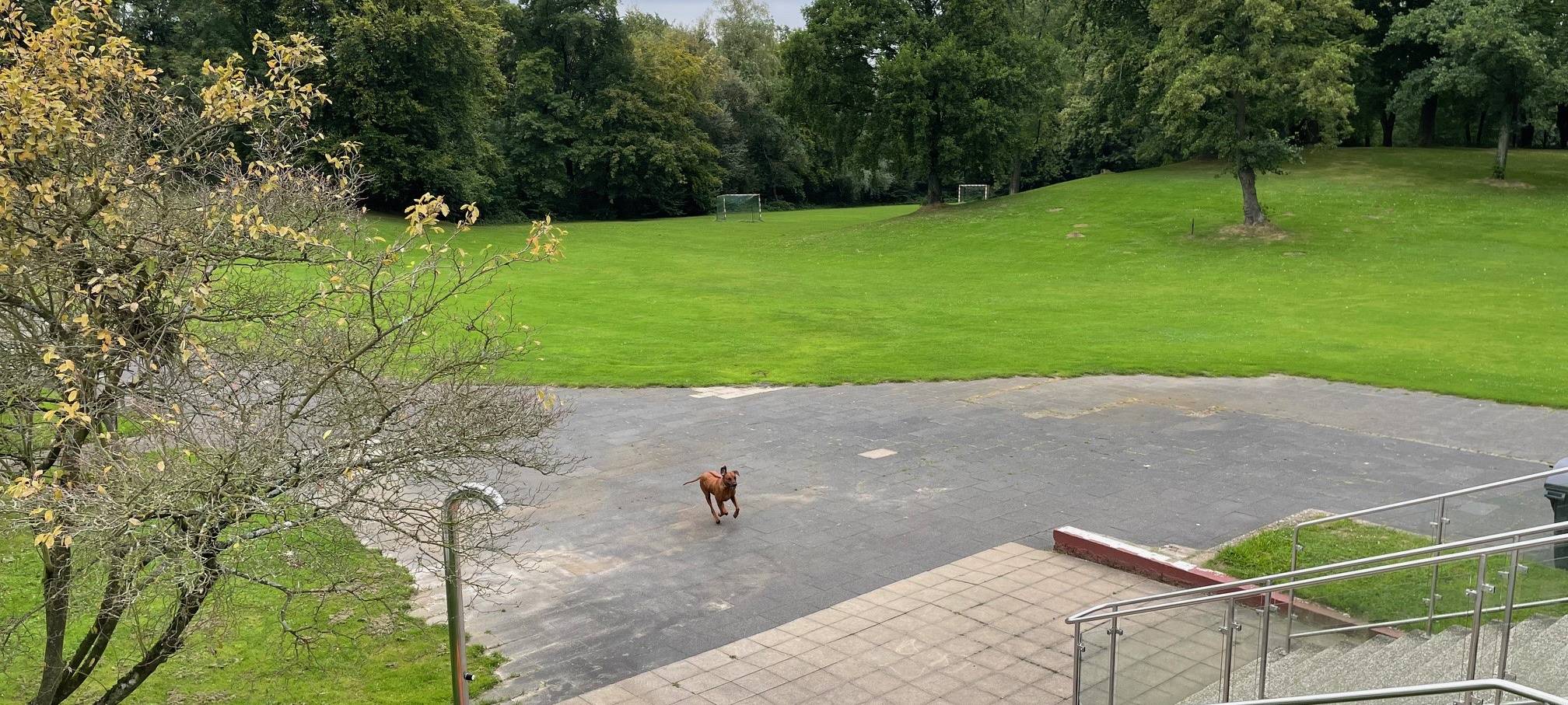 Hundeschwimmen in Essen: Jetzt an mehreren Terminen