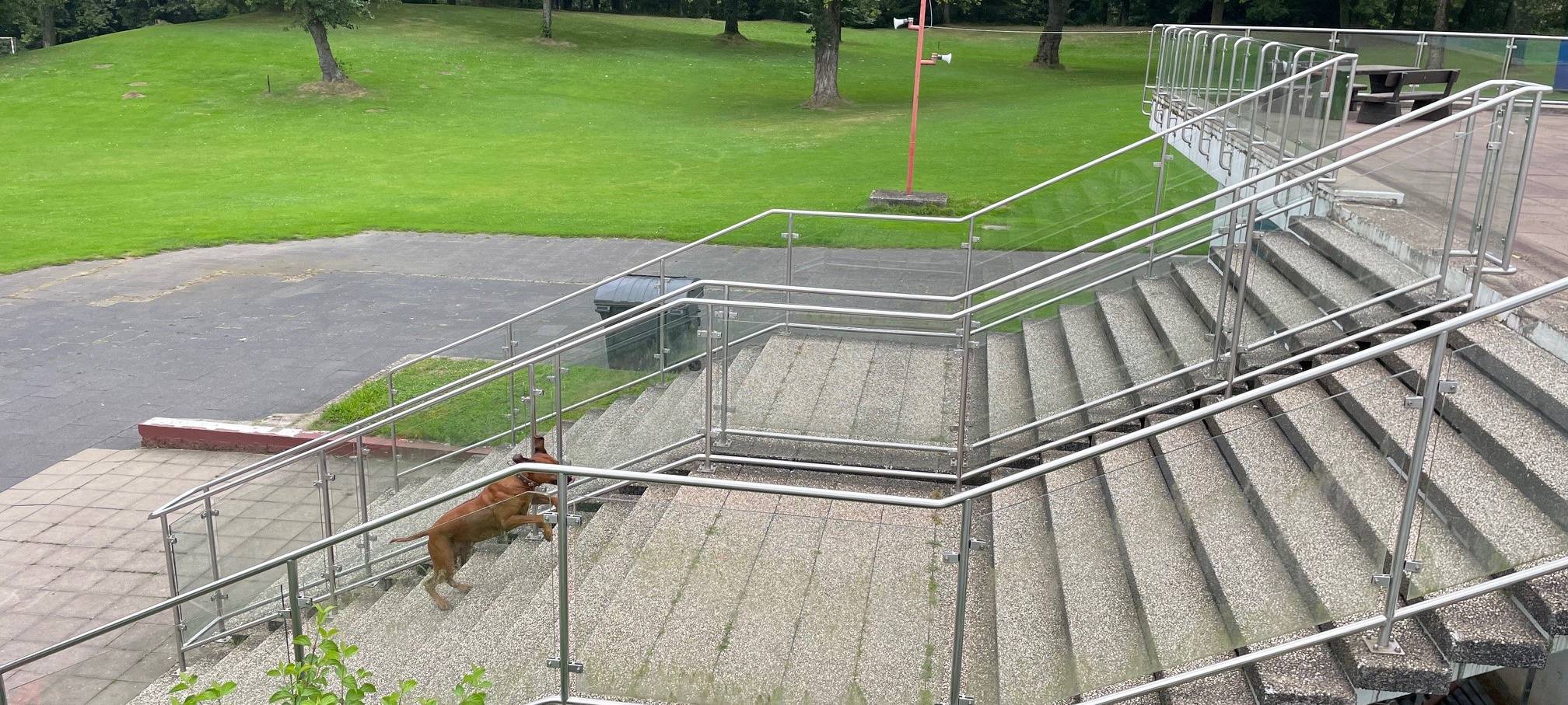 Hundeschwimmen in Essen: Jetzt an mehreren Terminen
