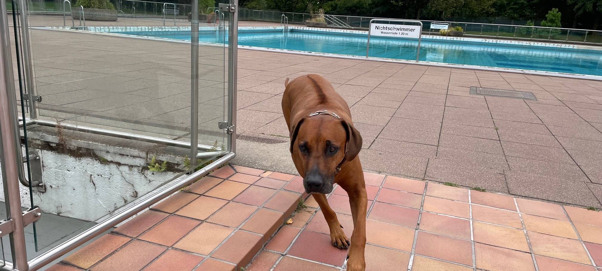 Hundeschwimmen in Essen: Jetzt an mehreren Terminen