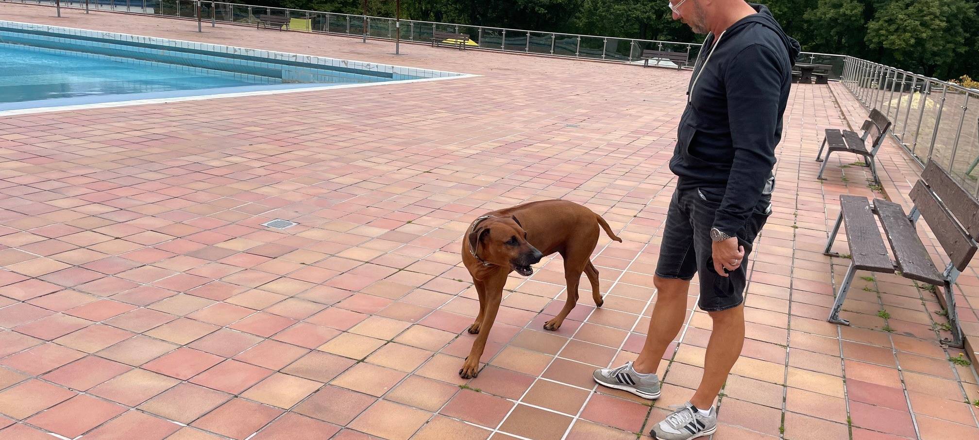 Hundeschwimmen in Essen: Jetzt an mehreren Terminen