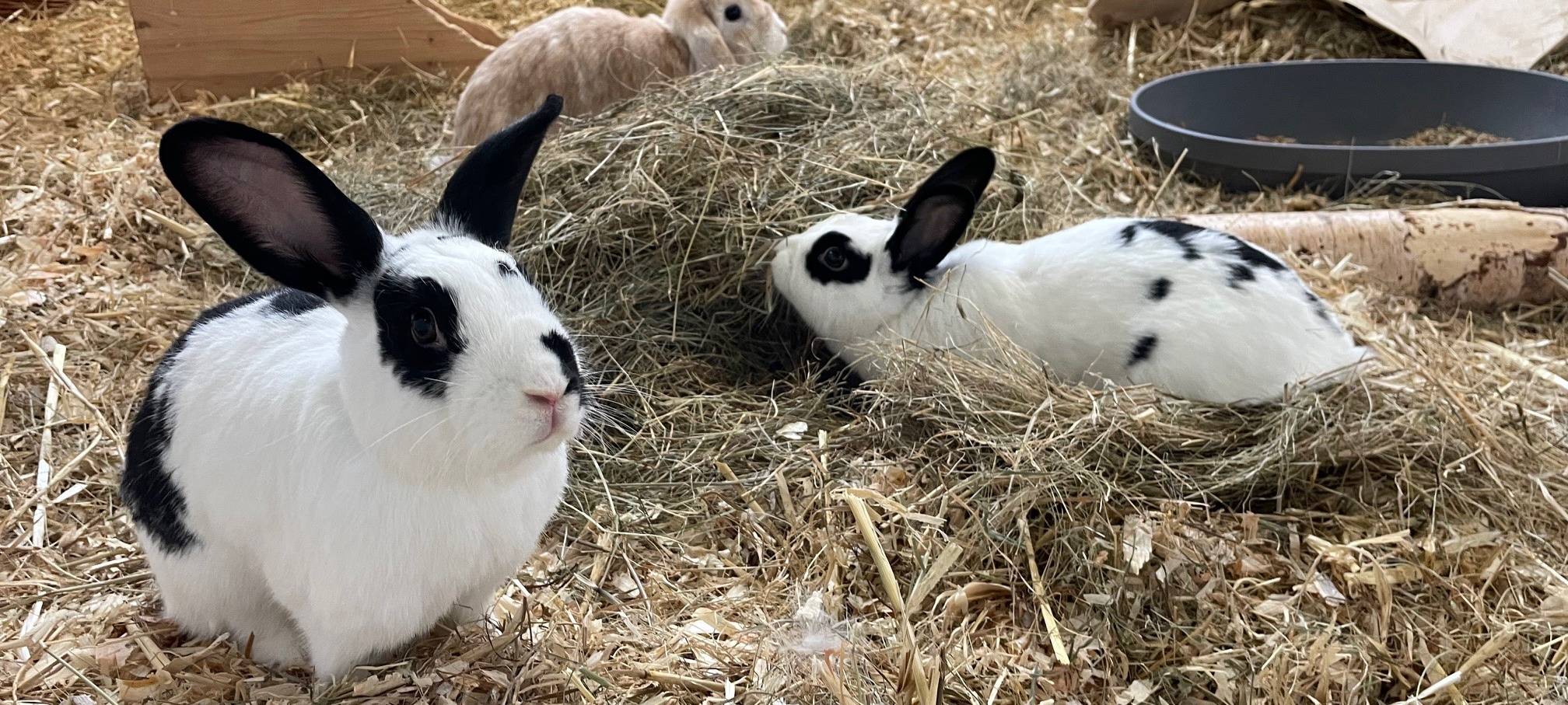 Herbstferien-Tipps in Essen - nicht nur für Kinder