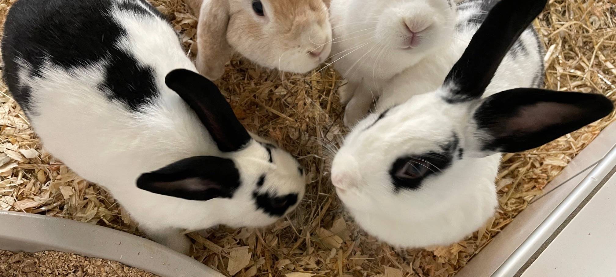 Herbstferien-Tipps in Essen - nicht nur für Kinder