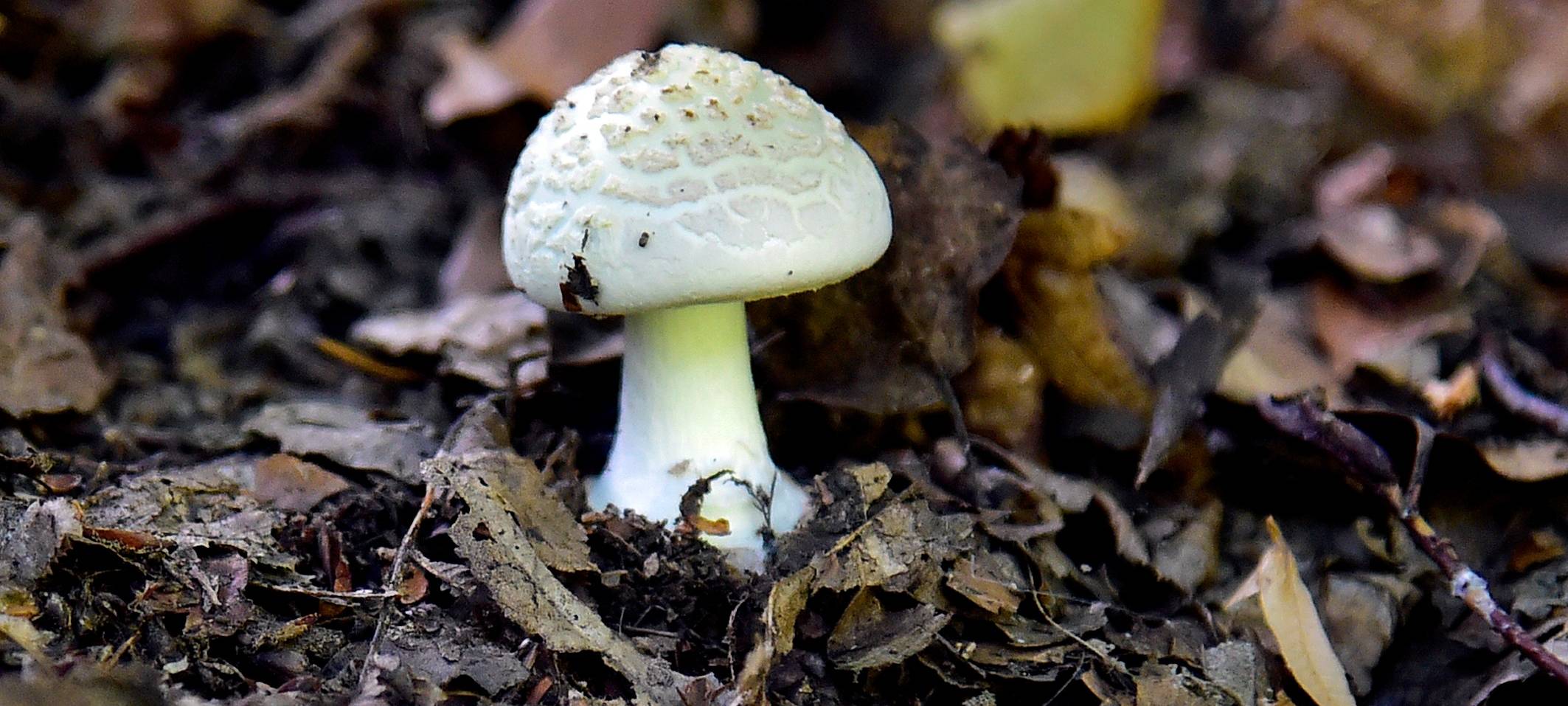 Pilze sammeln in Essen kann gefährlich werden