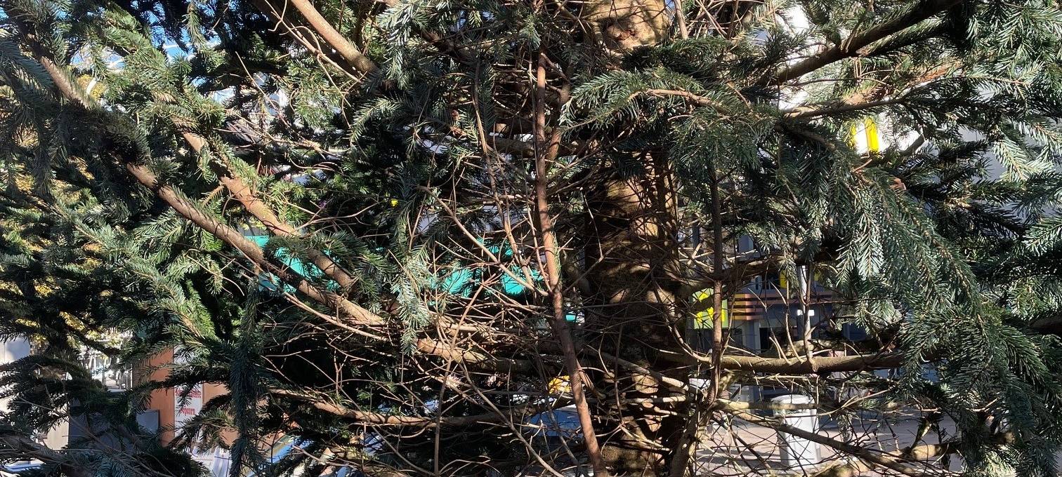 Weihnachtsmarkt in Essen soll neue Tanne bekommen