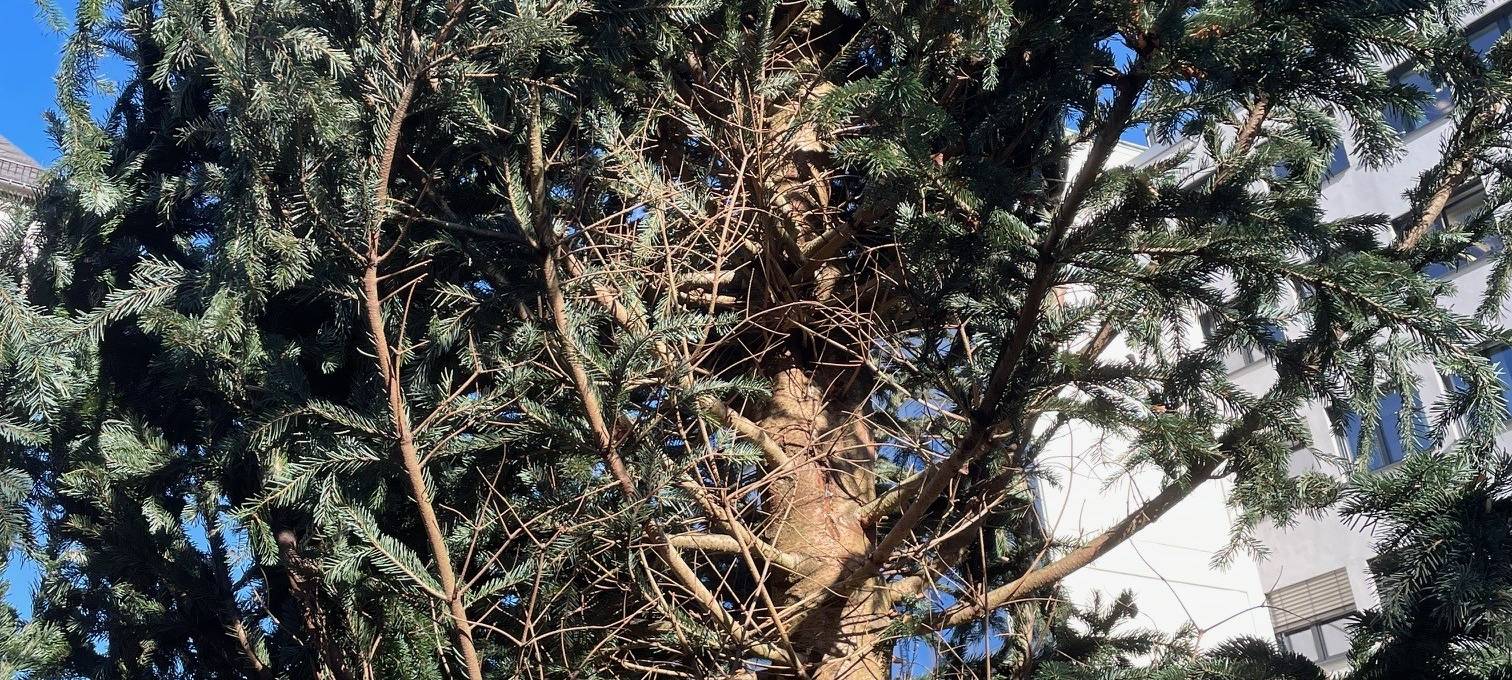 Weihnachtsmarkt in Essen soll neue Tanne bekommen