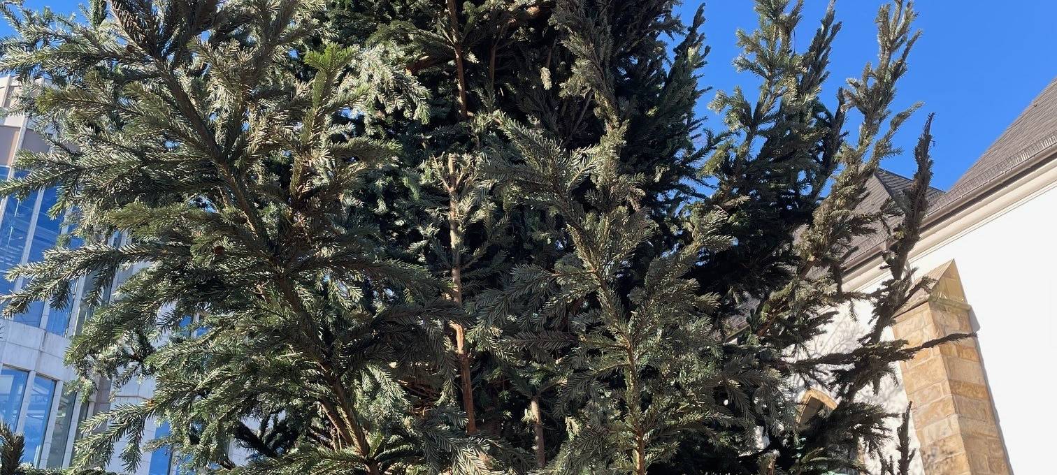 Weihnachtsmarkt in Essen soll neue Tanne bekommen