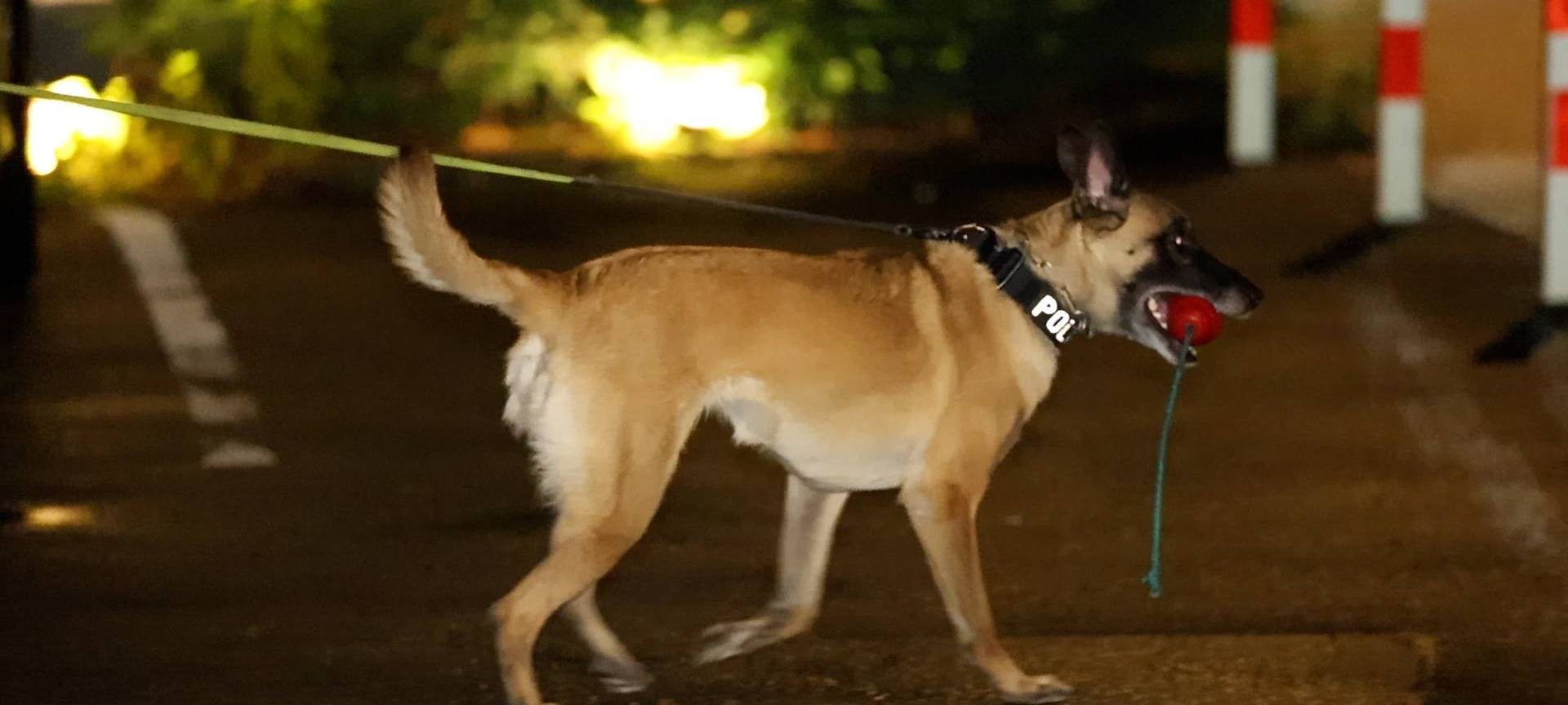 Razzia in Essen: Mehrere Personen festgenommen