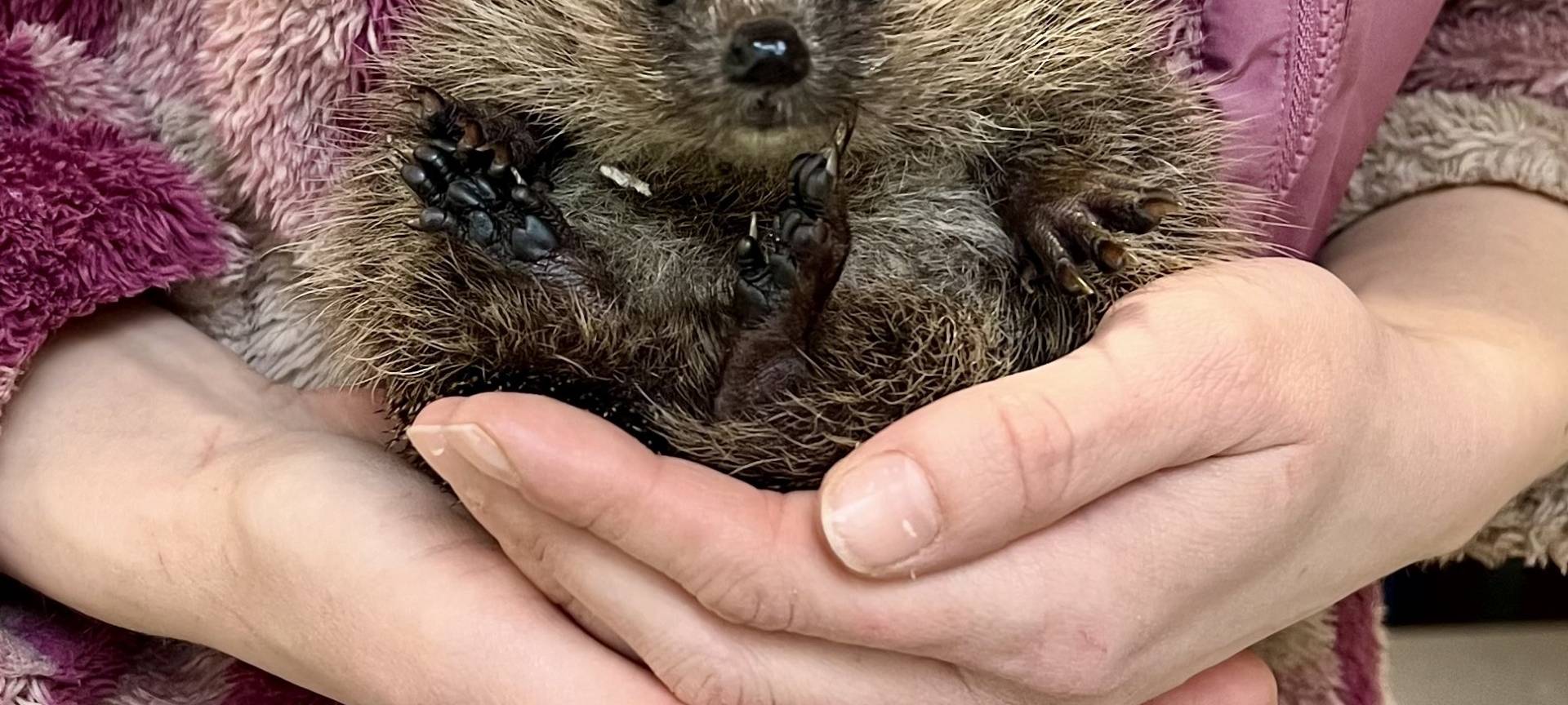 Tierheim Essen sucht Igel-Paten für den Winter