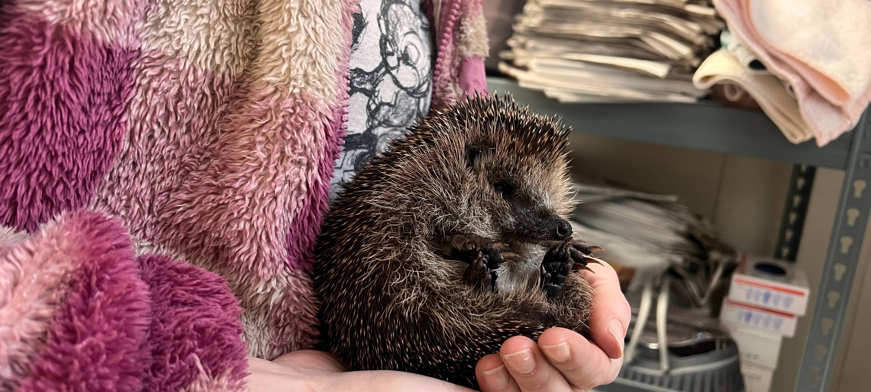 Tierheim Essen sucht Igel-Paten für den Winter