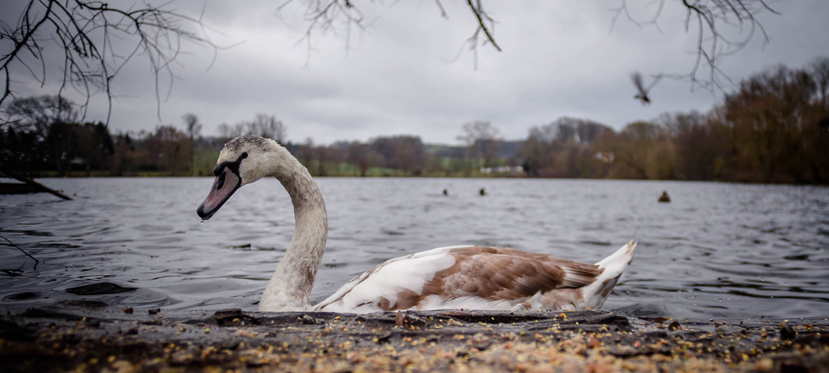Geflügelpest in Essen: Erste Fälle bestätigt