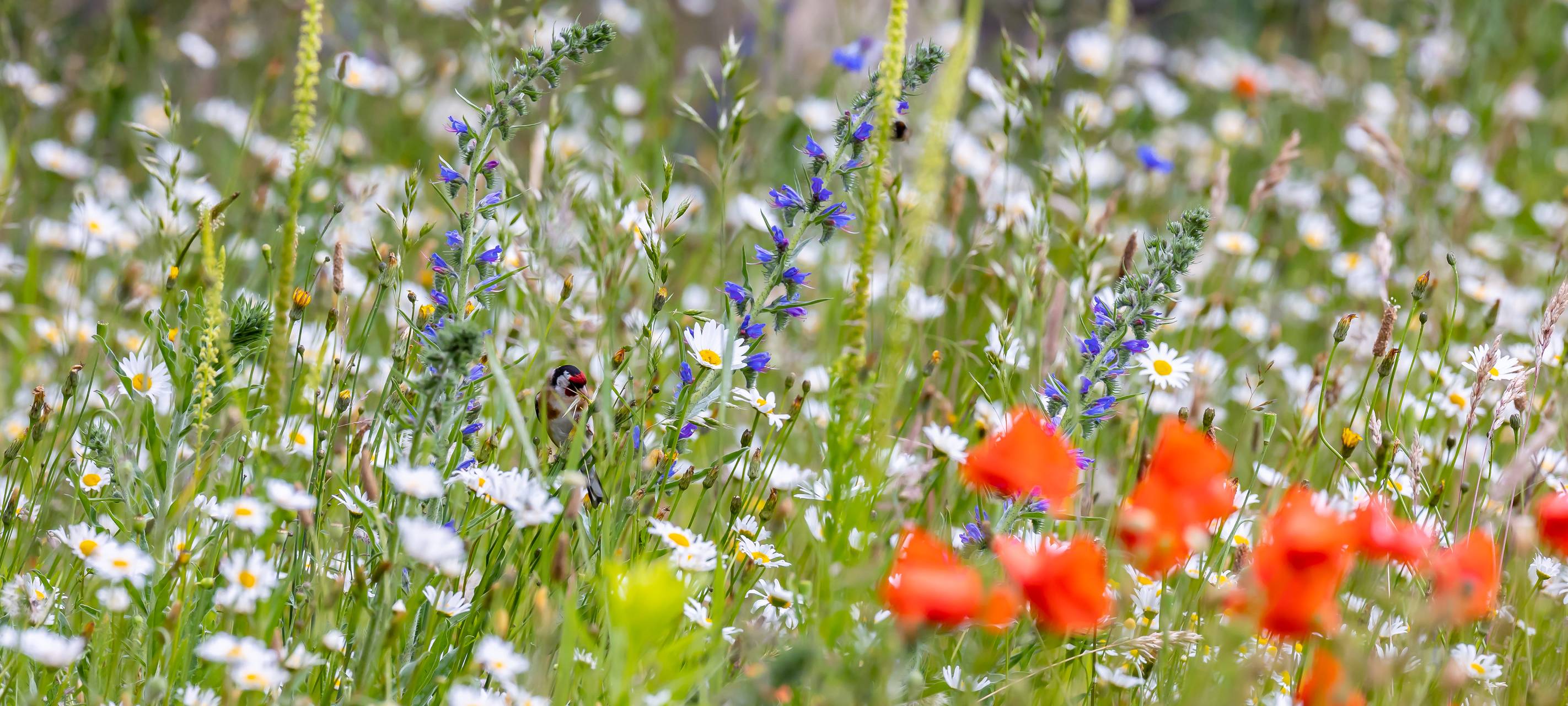 Jubiläum in Essen: 20 Jahre Zollverein Park