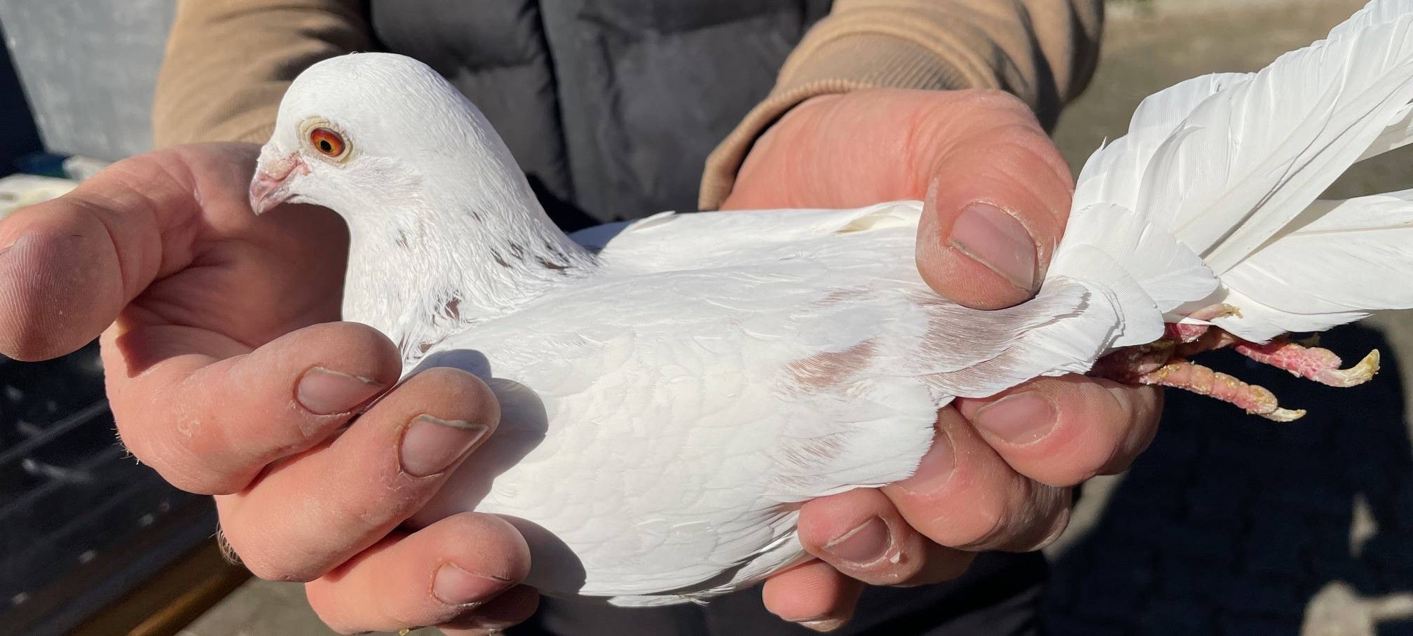 Wandern in Essen: Tag der Steige ist am 5. April