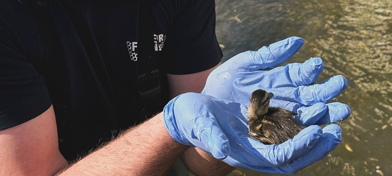 Feuerwehr Essen rettet Küken ohne Mutter