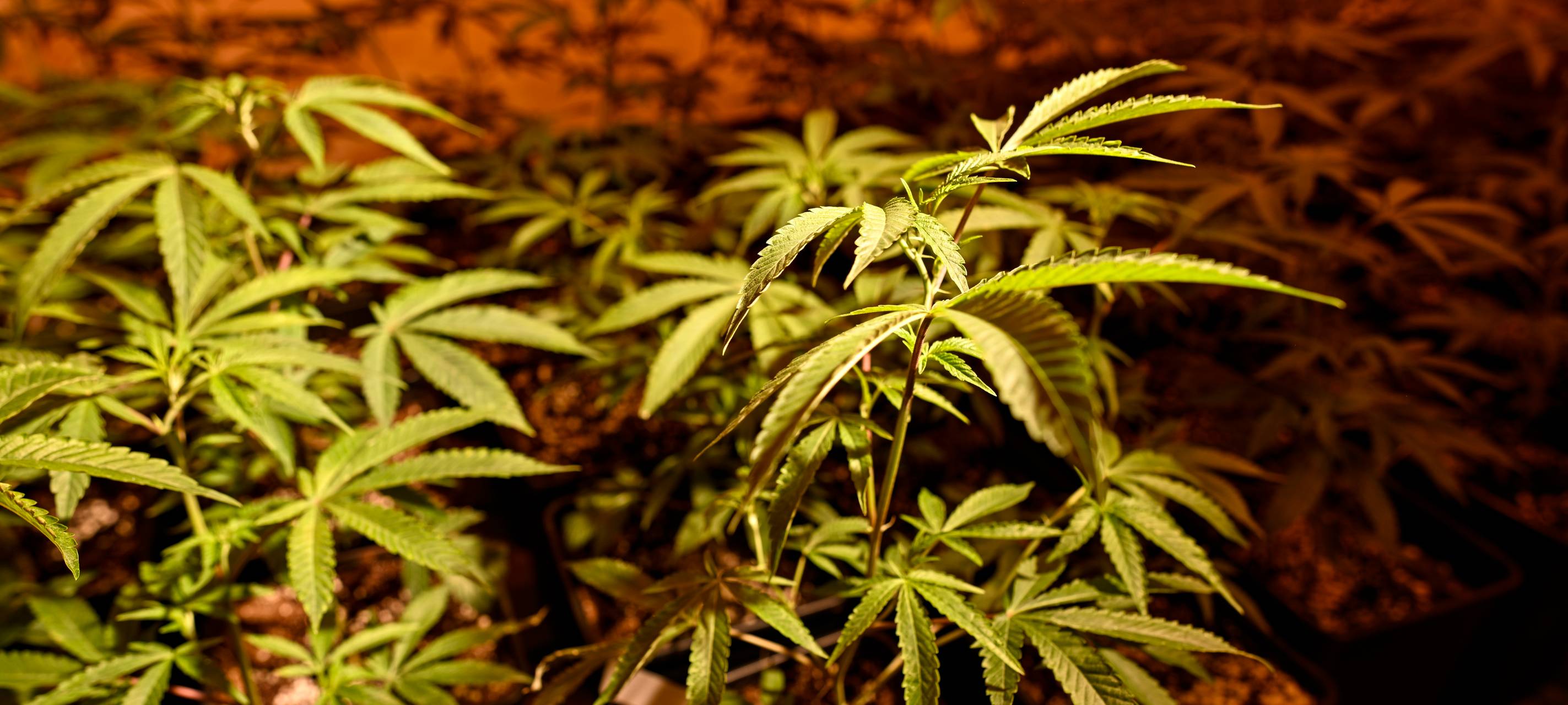 Cannabis in Essen - Nachfrage nach Infos stark gestiegen