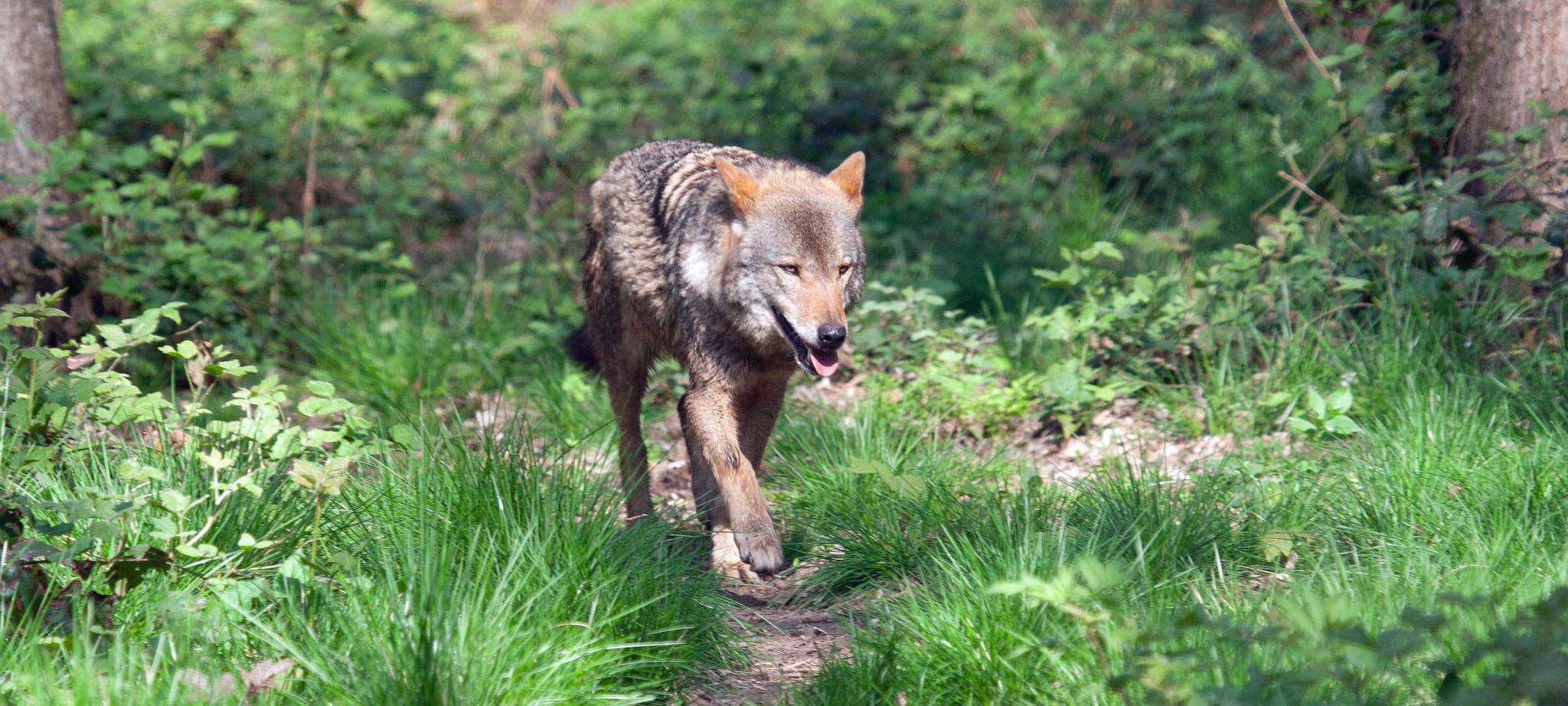 Läuft ein Wolf durch Essen? Das sagen die Experten!