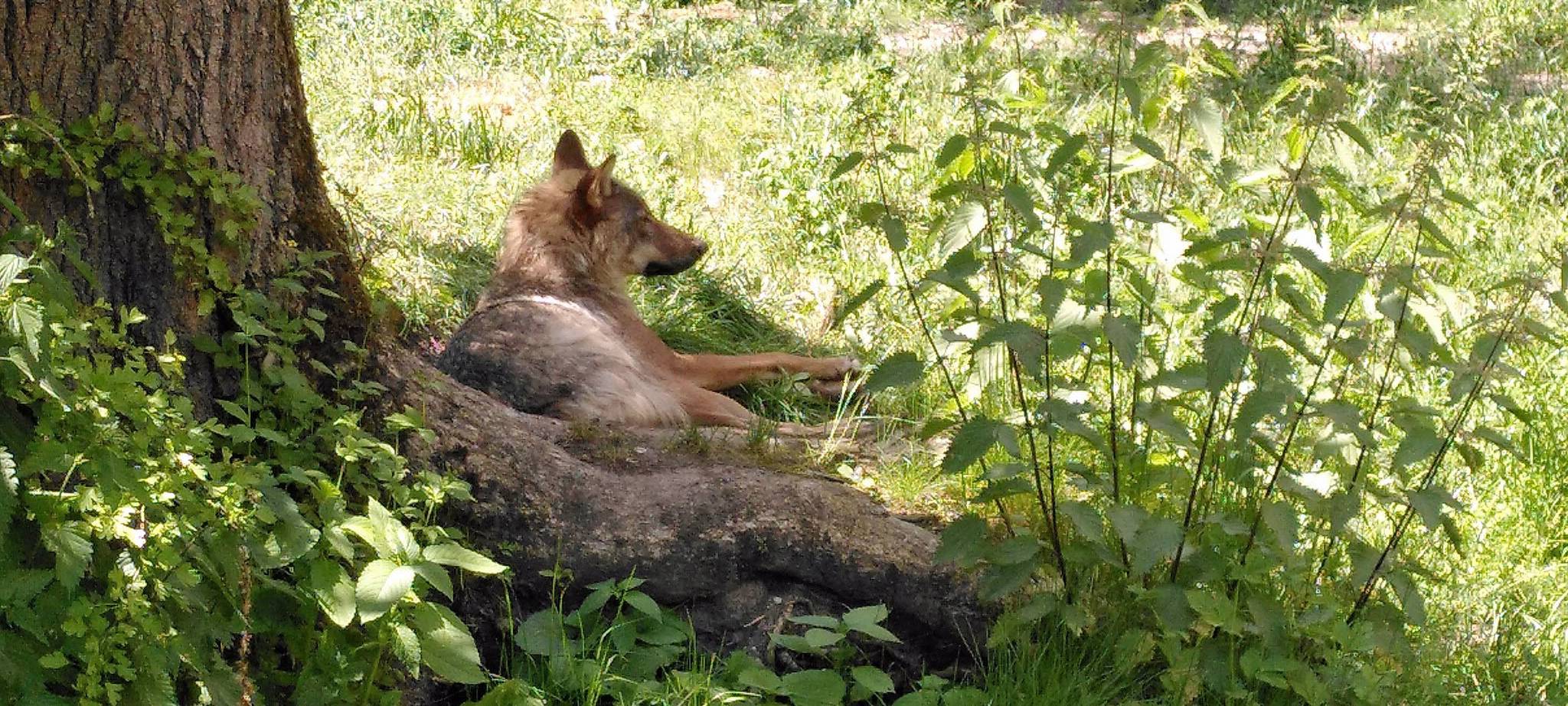 Läuft ein Wolf durch Essen? Das sagen die Experten!
