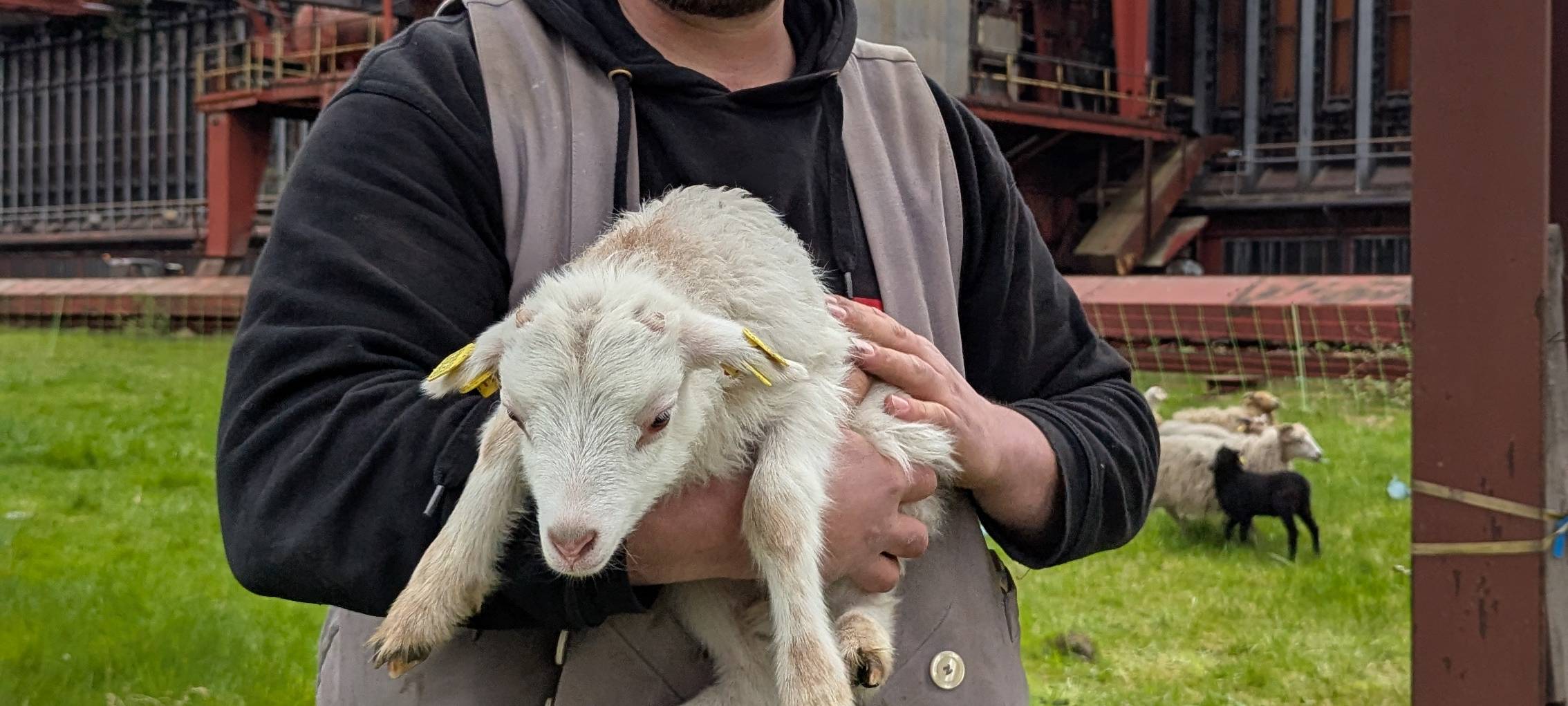 Schafe in Essen sind zurück: Zollverein setzt auf flauschige Helfer