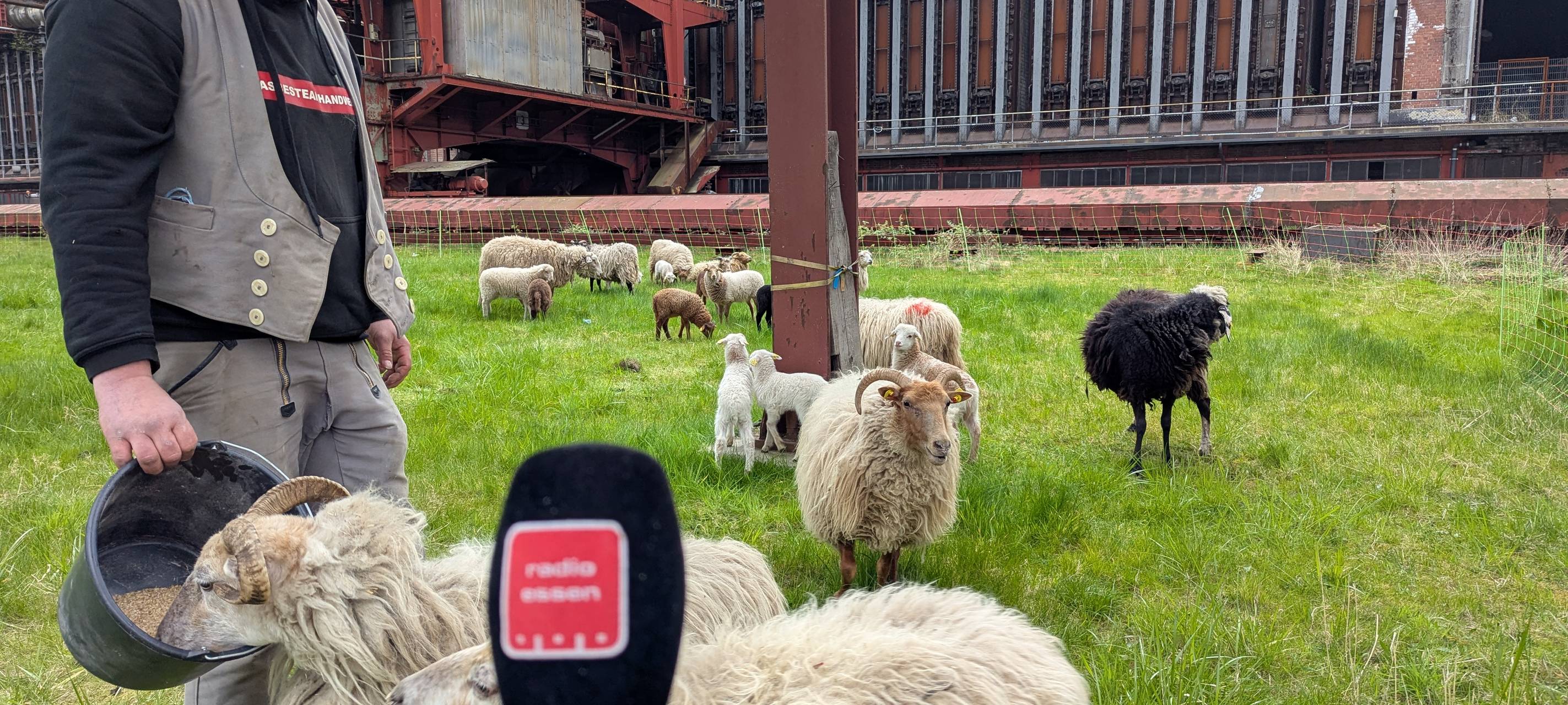 Schafe in Essen sind zurück: Zollverein setzt auf flauschige Helfer