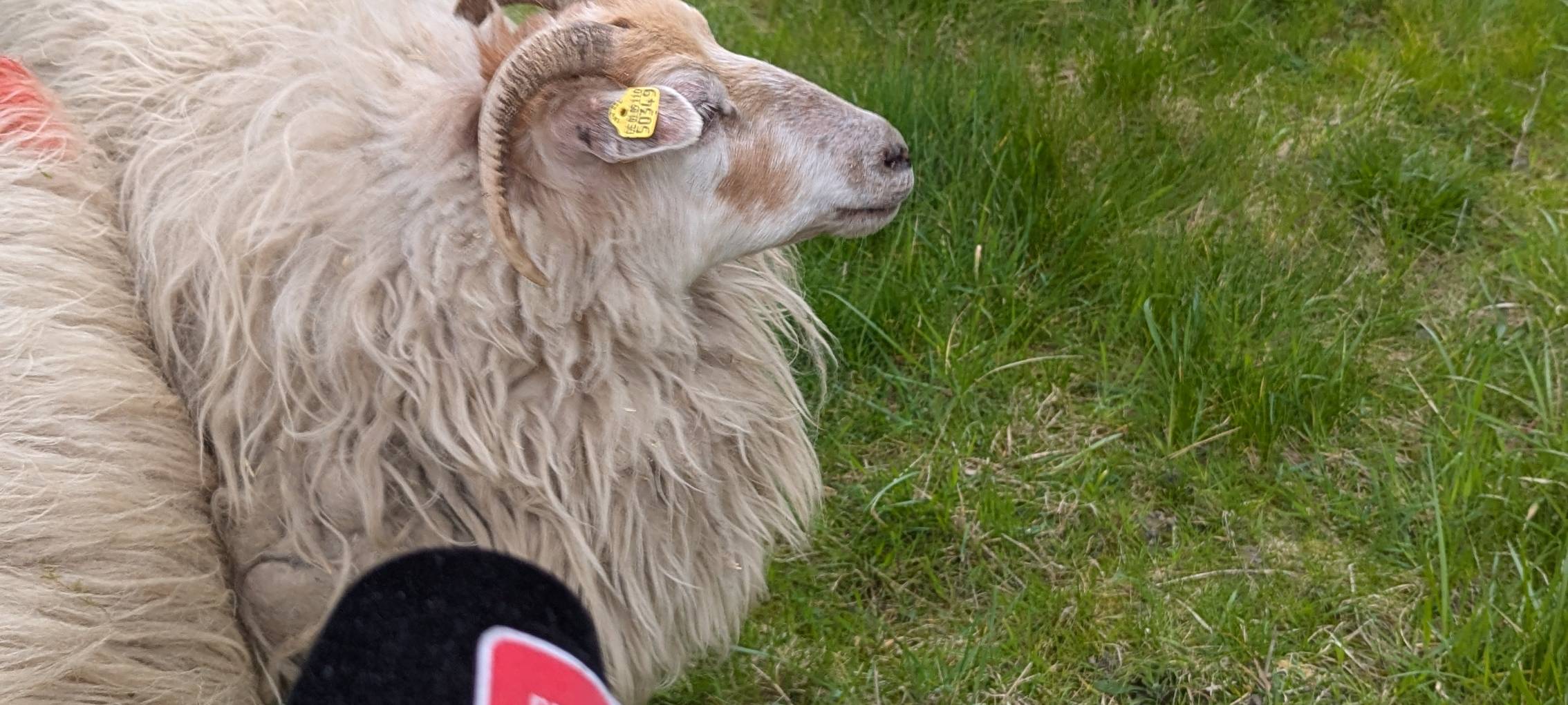 Schafe in Essen sind zurück: Zollverein setzt auf flauschige Helfer