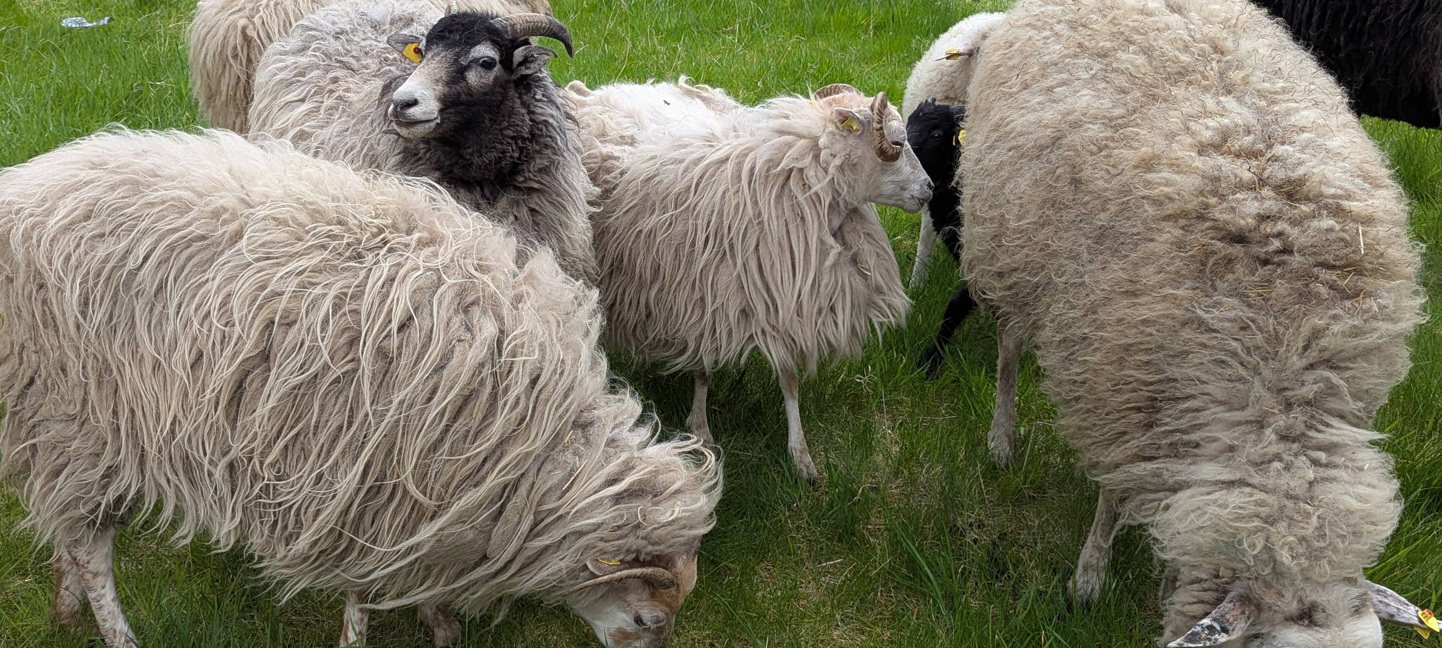 Schafe in Essen sind zurück: Zollverein setzt auf flauschige Helfer