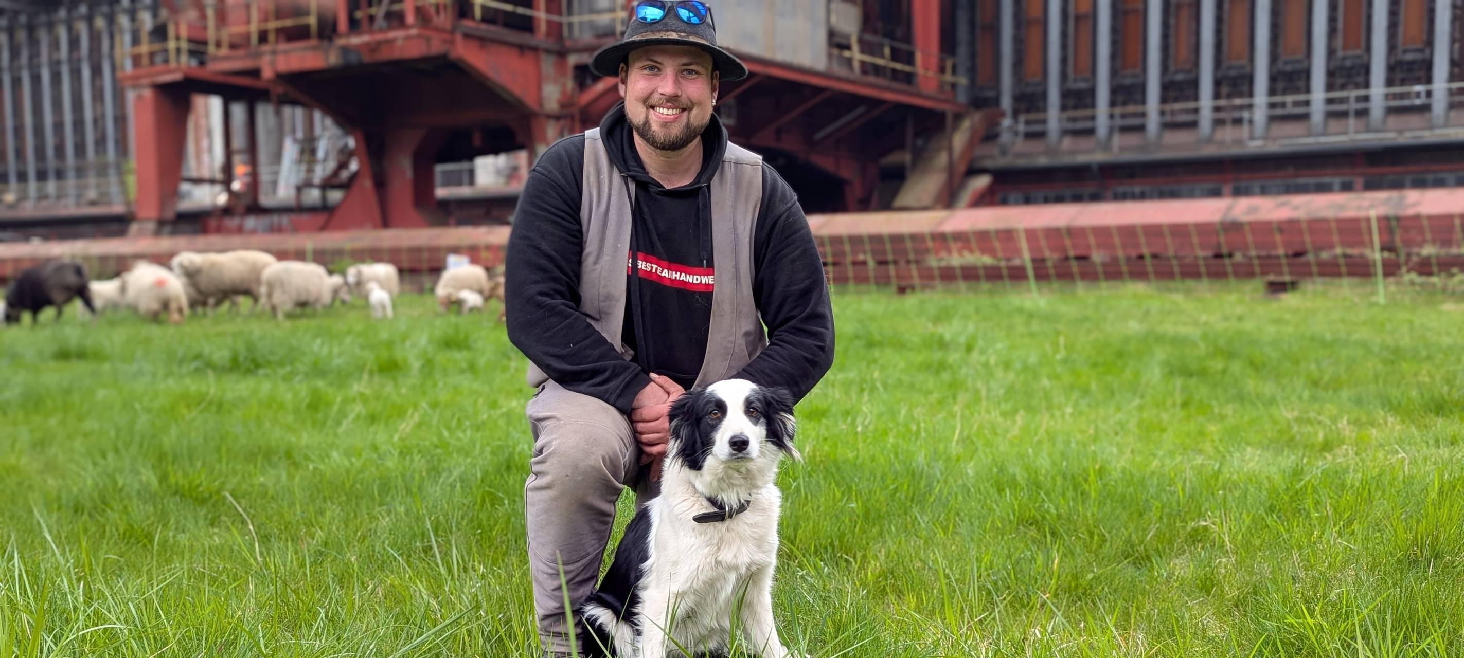 Schafe in Essen sind zurück: Zollverein setzt auf flauschige Helfer