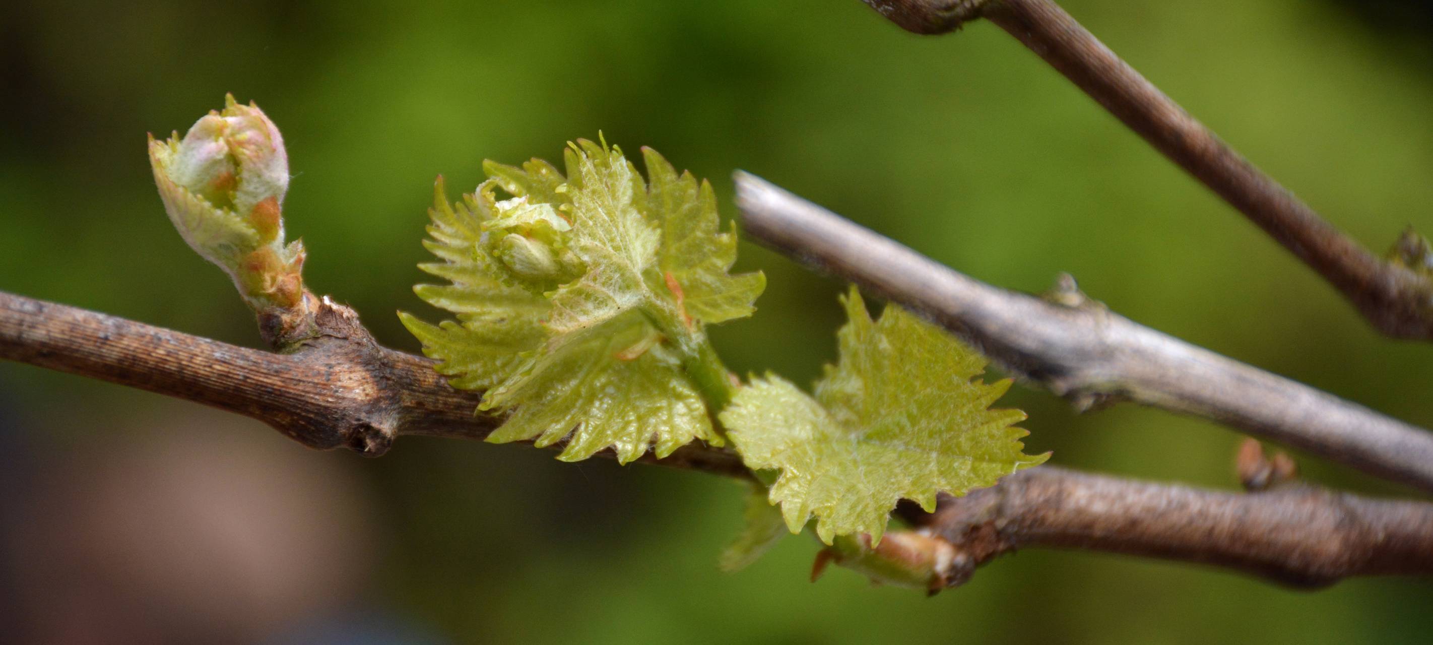 Weinfest in Essen startet - Mit Wein aus Essen?