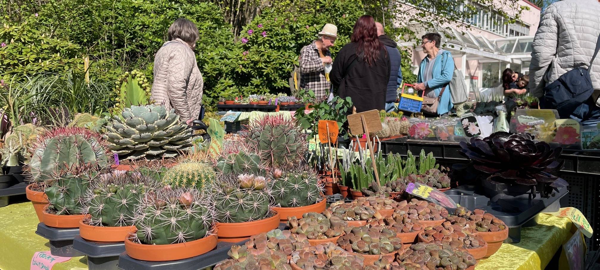 Markt in Essen verkauft wieder seltene Pflanzen