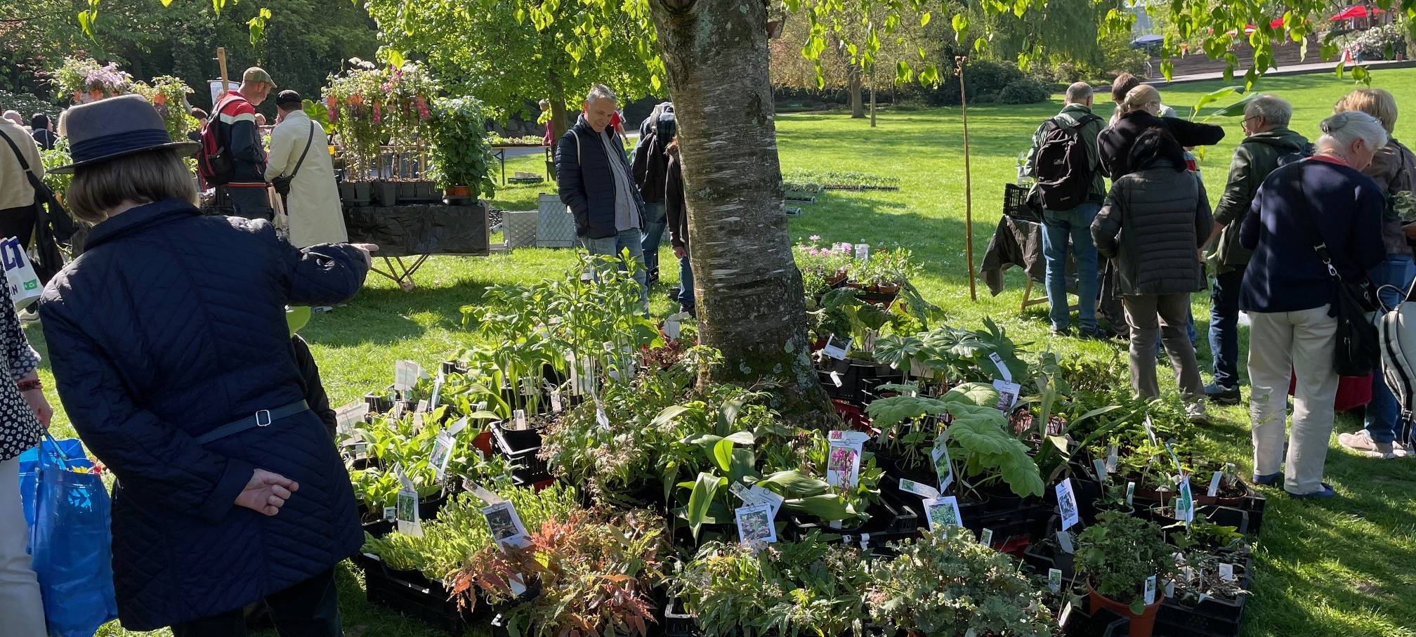 Markt in Essen verkauft wieder seltene Pflanzen