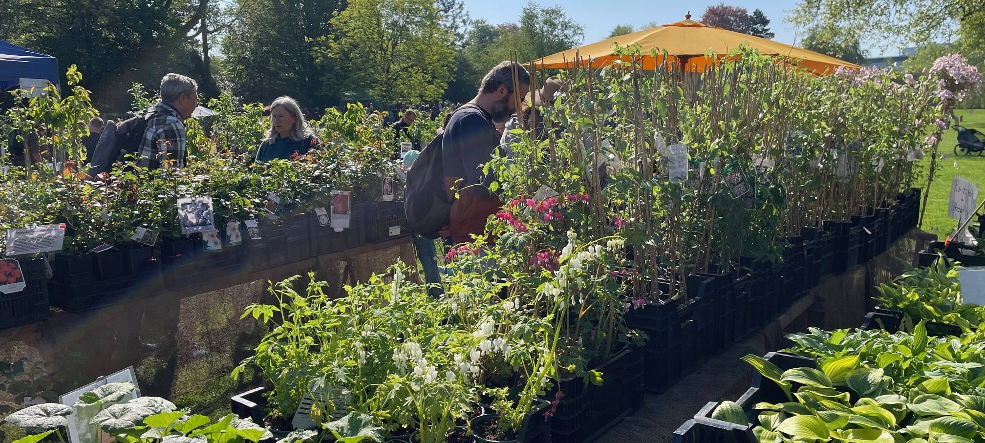 Markt in Essen verkauft wieder seltene Pflanzen