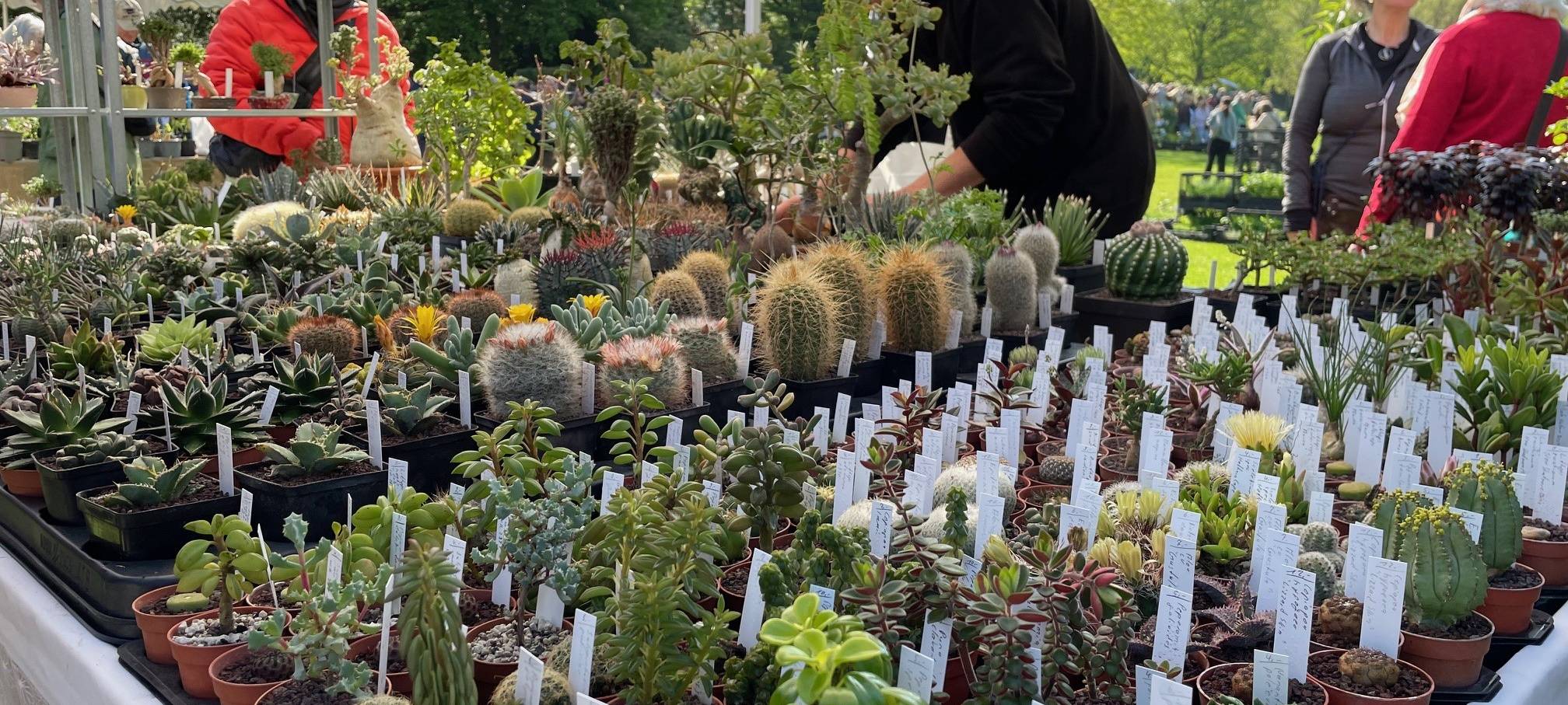 Markt in Essen verkauft wieder seltene Pflanzen
