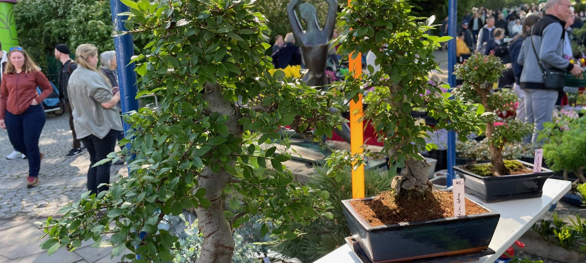 Markt in Essen verkauft wieder seltene Pflanzen