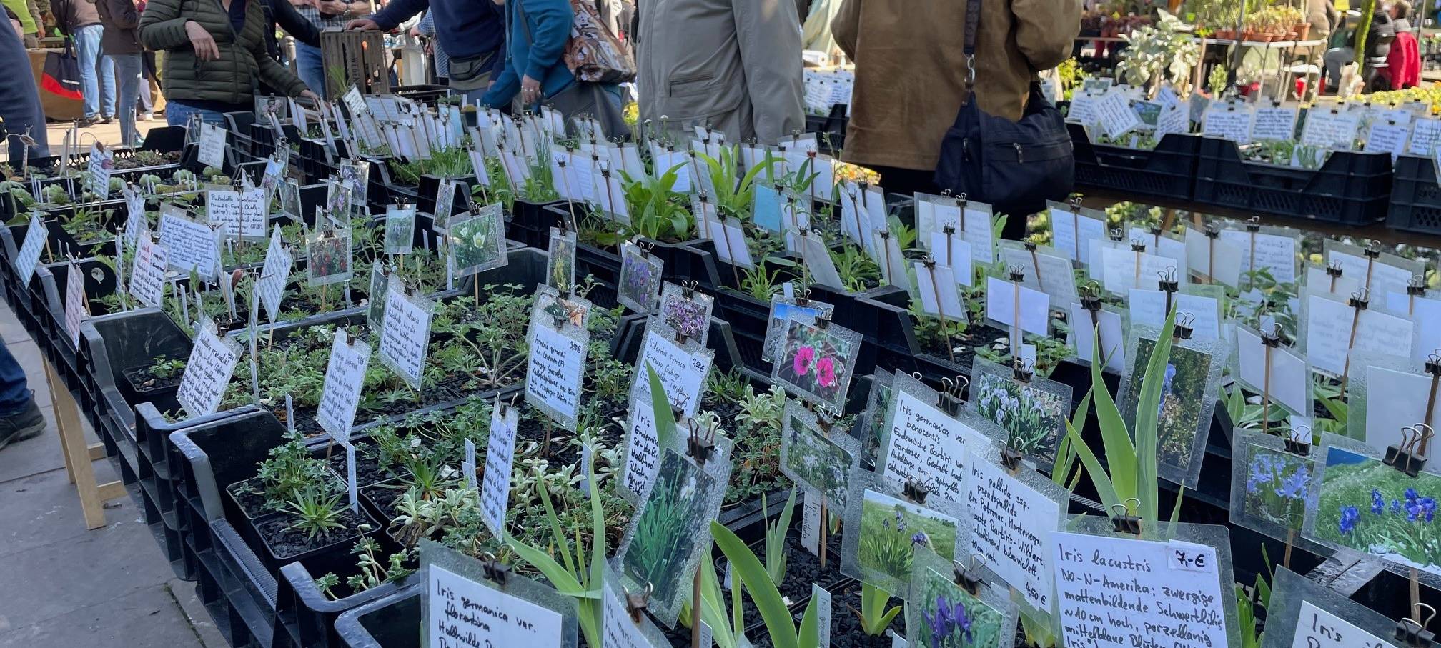 Markt in Essen verkauft wieder seltene Pflanzen