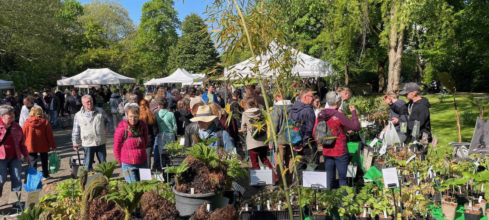 Markt in Essen verkauft wieder seltene Pflanzen