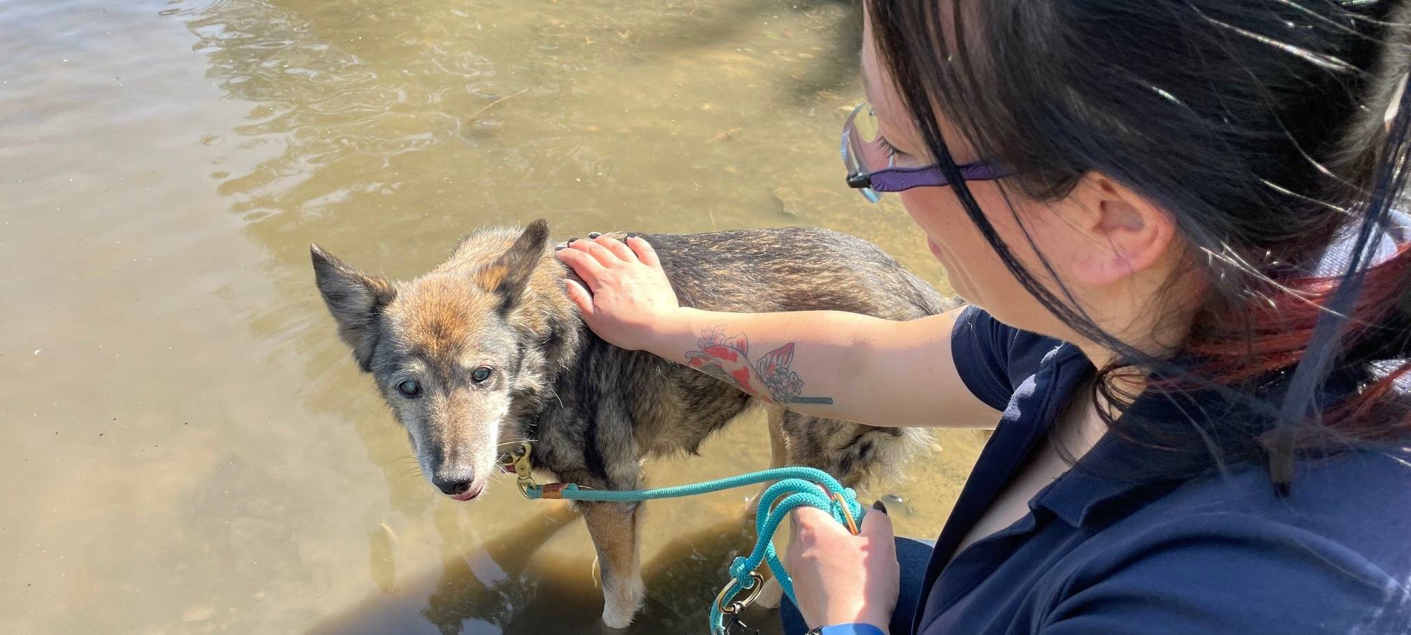 In Essen gibt es Erste-Hilfe-Kurse für den Hund