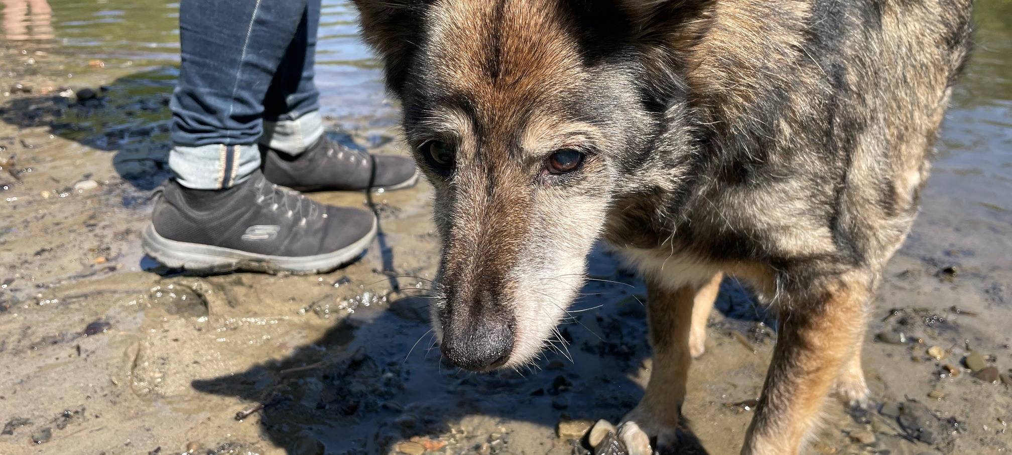 In Essen gibt es Erste-Hilfe-Kurse für den Hund
