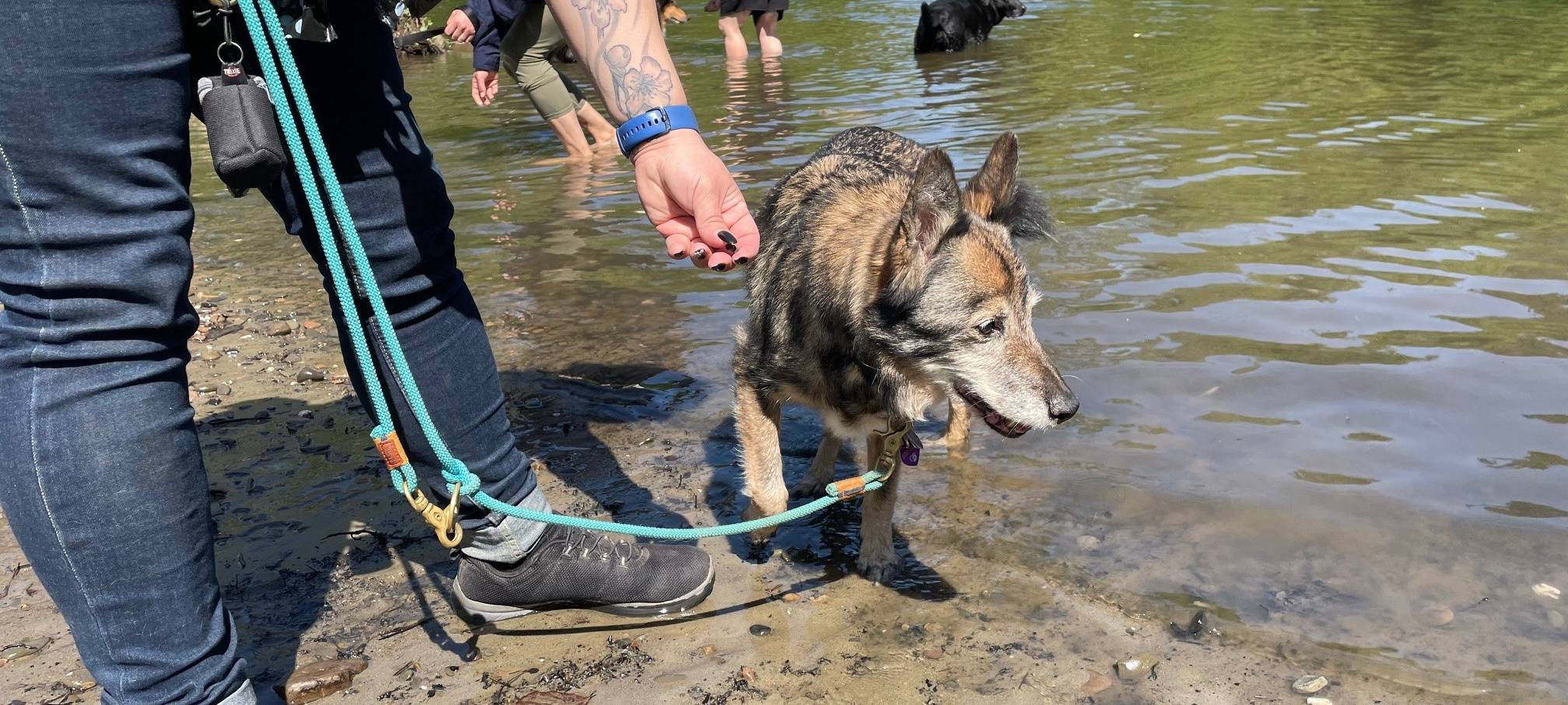 In Essen gibt es Erste-Hilfe-Kurse für den Hund