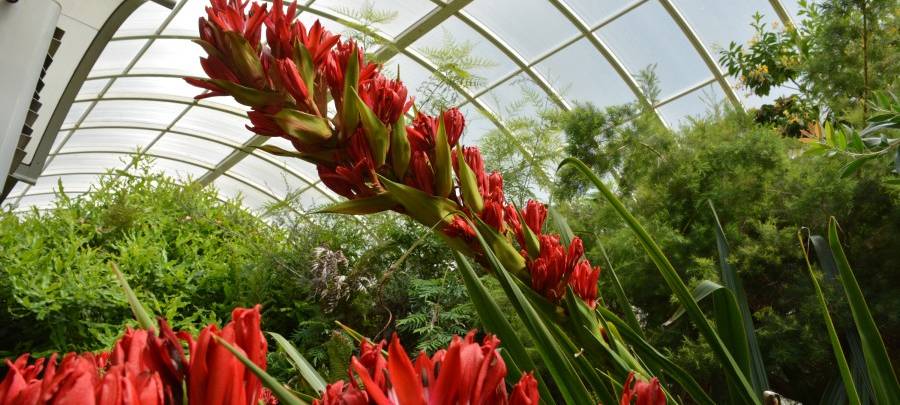 Grugapark in Essen präsentiert seltene Pflanze